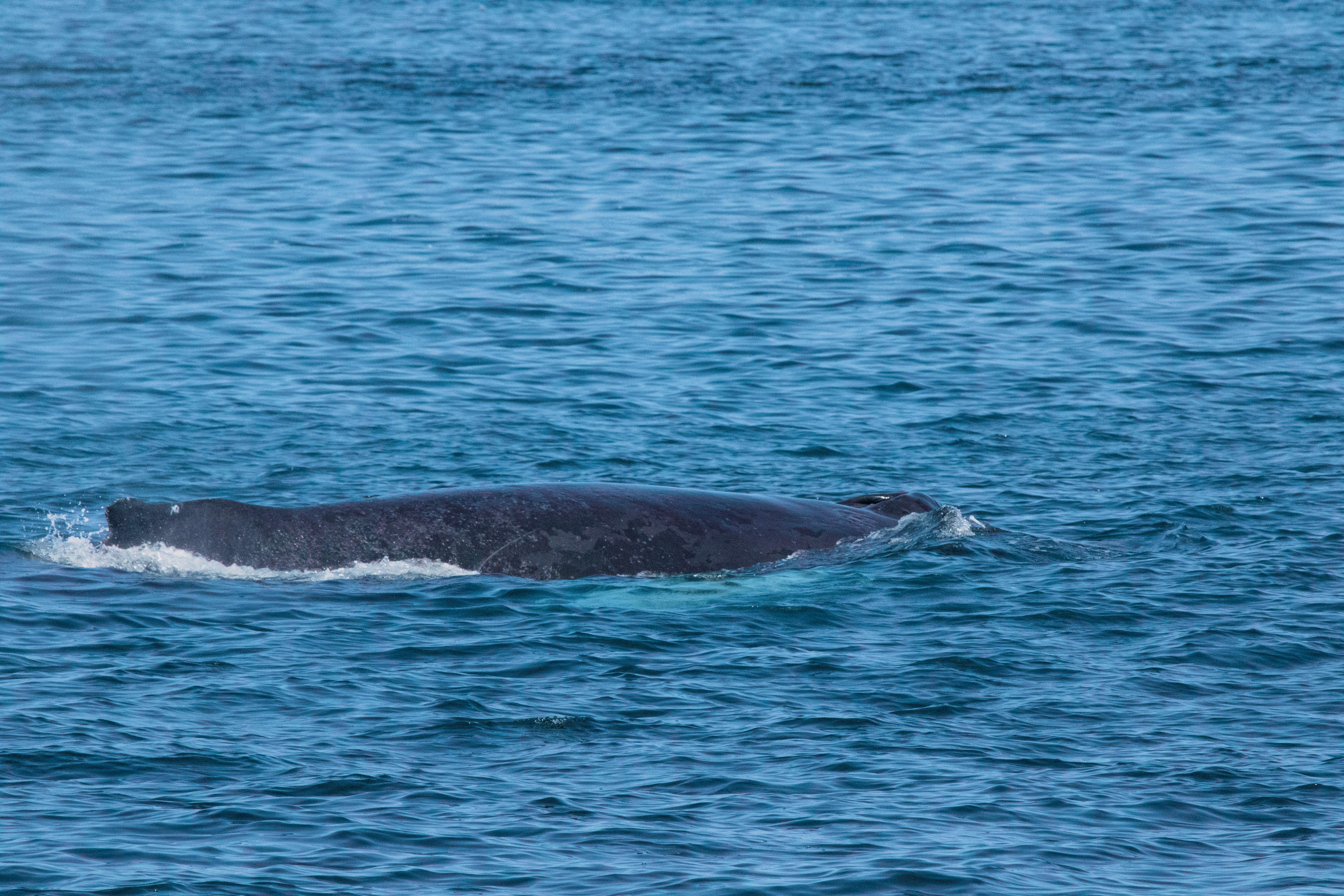 A large whale's back at the surface