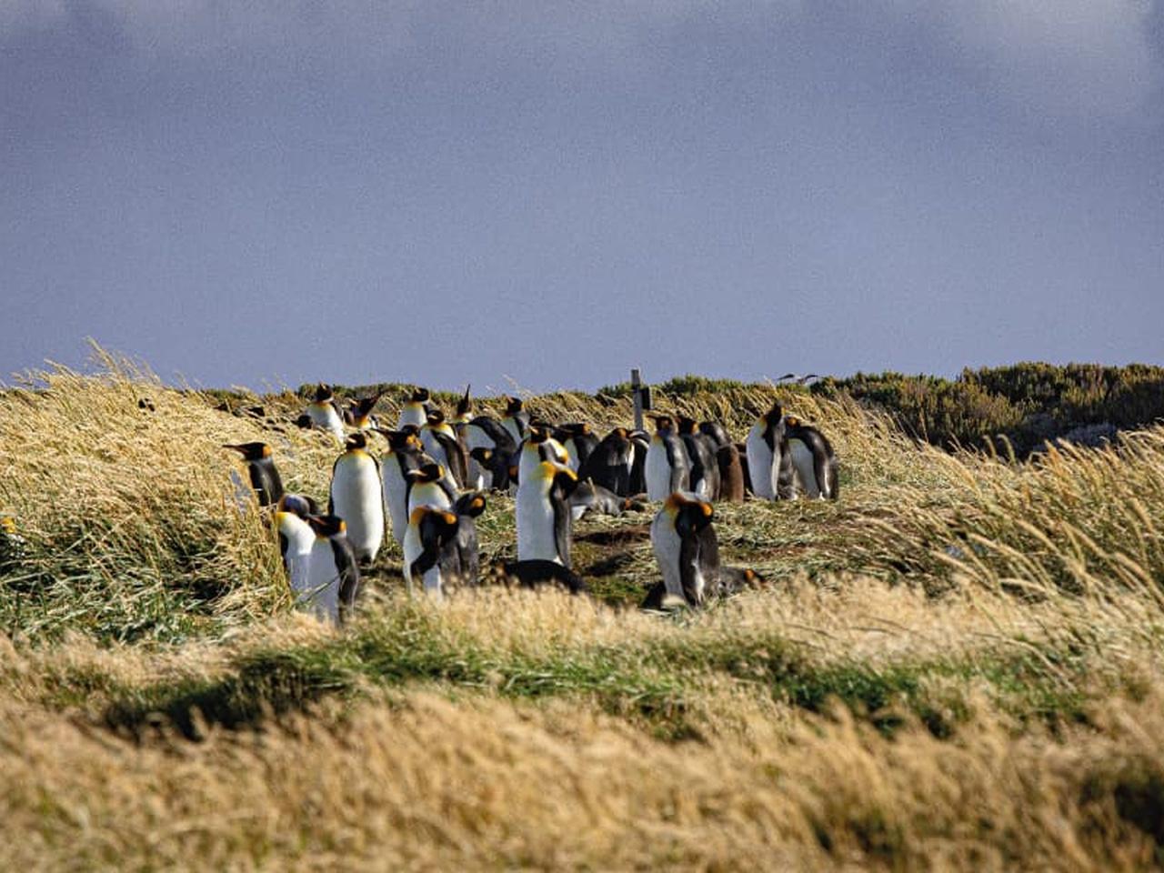 Tierra del Fuego & King Penguin Colony Full-Day Tour from Punta Arenas