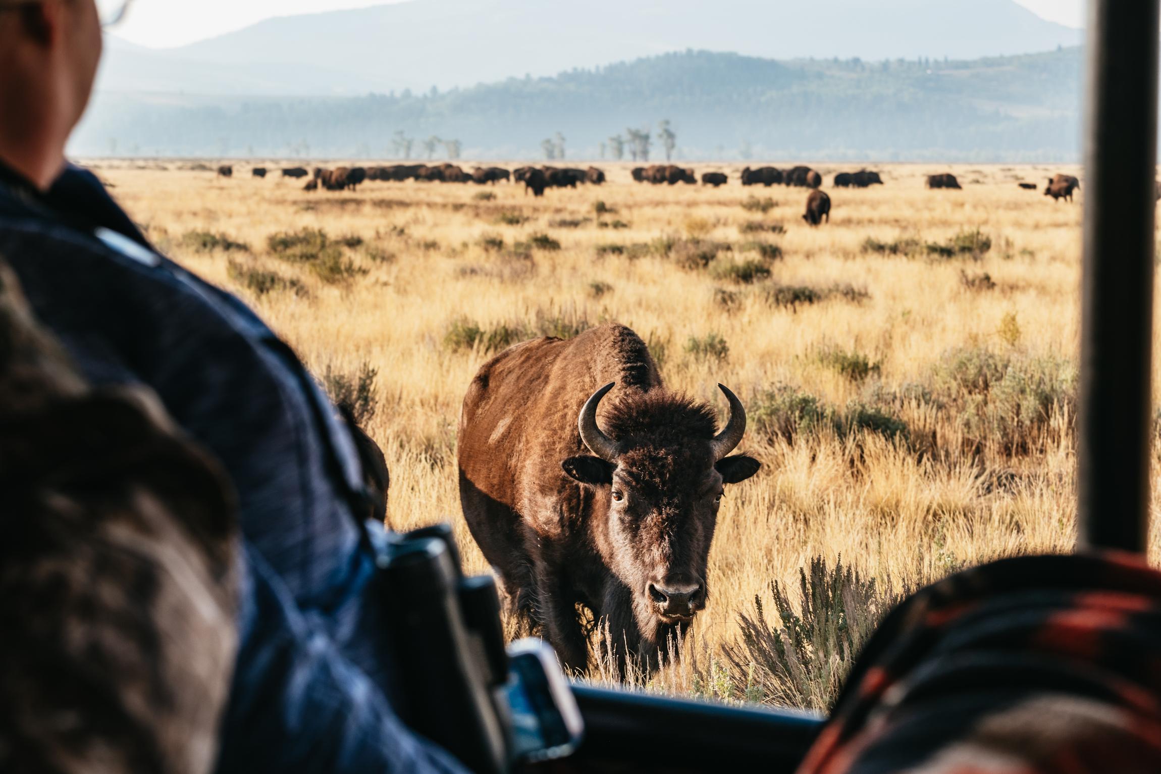 Grand Teton National Park Wildlife Safari