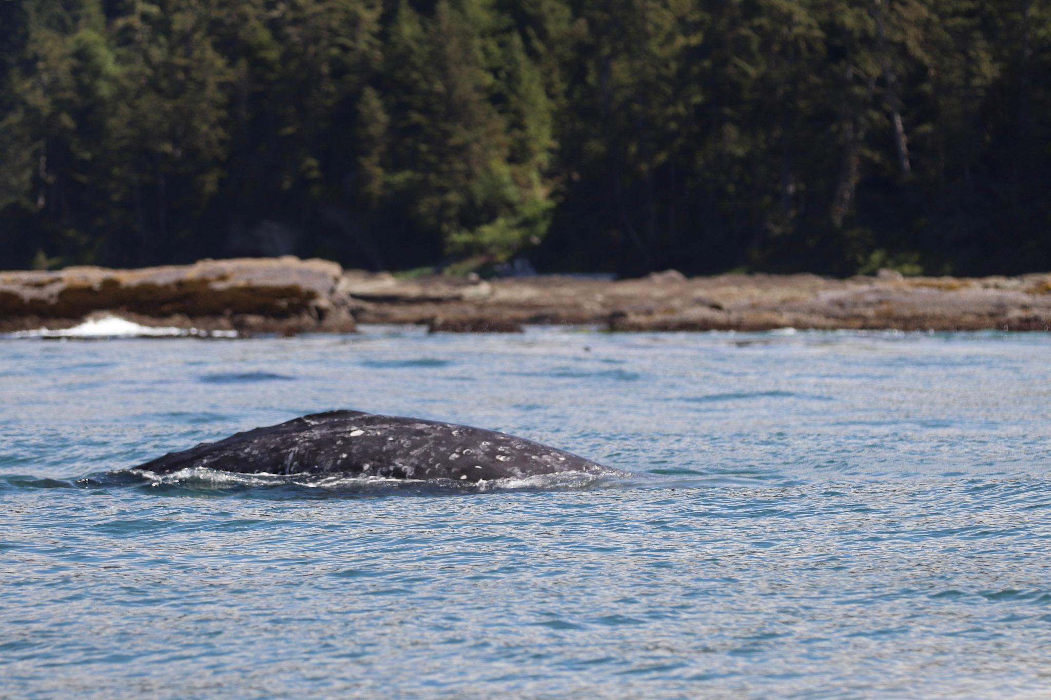 Vancouver whale watching tour — orcas and marine wildlife in the Salish Sea — image 6