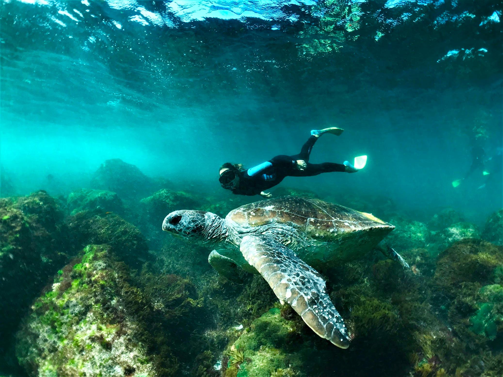 Cook Island Turtle Snorkelling & Whale Watching