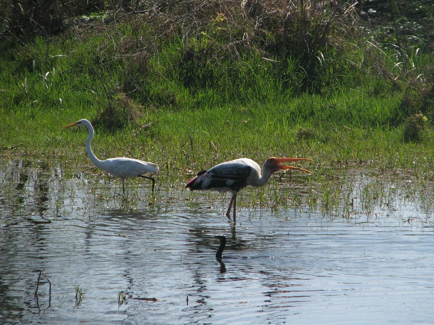 Keoladeo National Park: Custom Guided Tours & Transfers