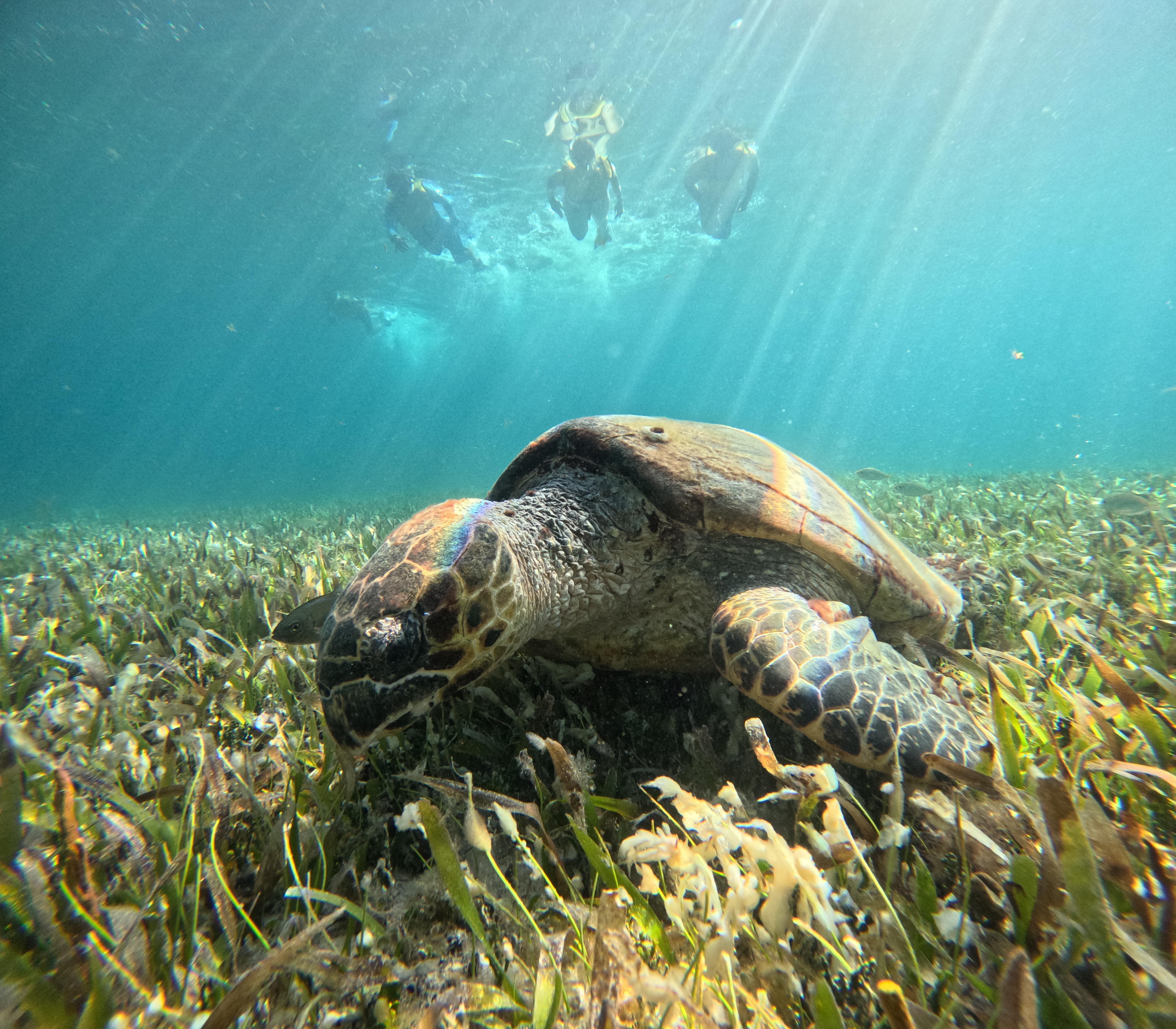 Five-Stop Snorkeling Adventure with Turtles & Shipwreck