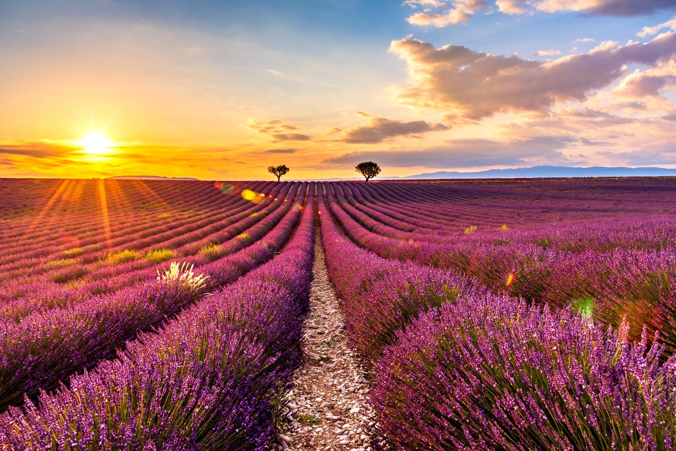 Valensole lavender fields in Provence — guided lavender tour photo 1