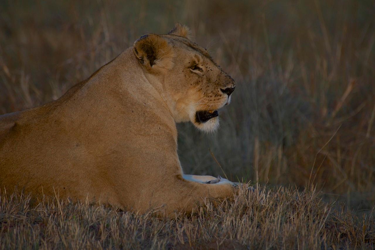 3-Day Maasai Mara Group Safari from Nairobi