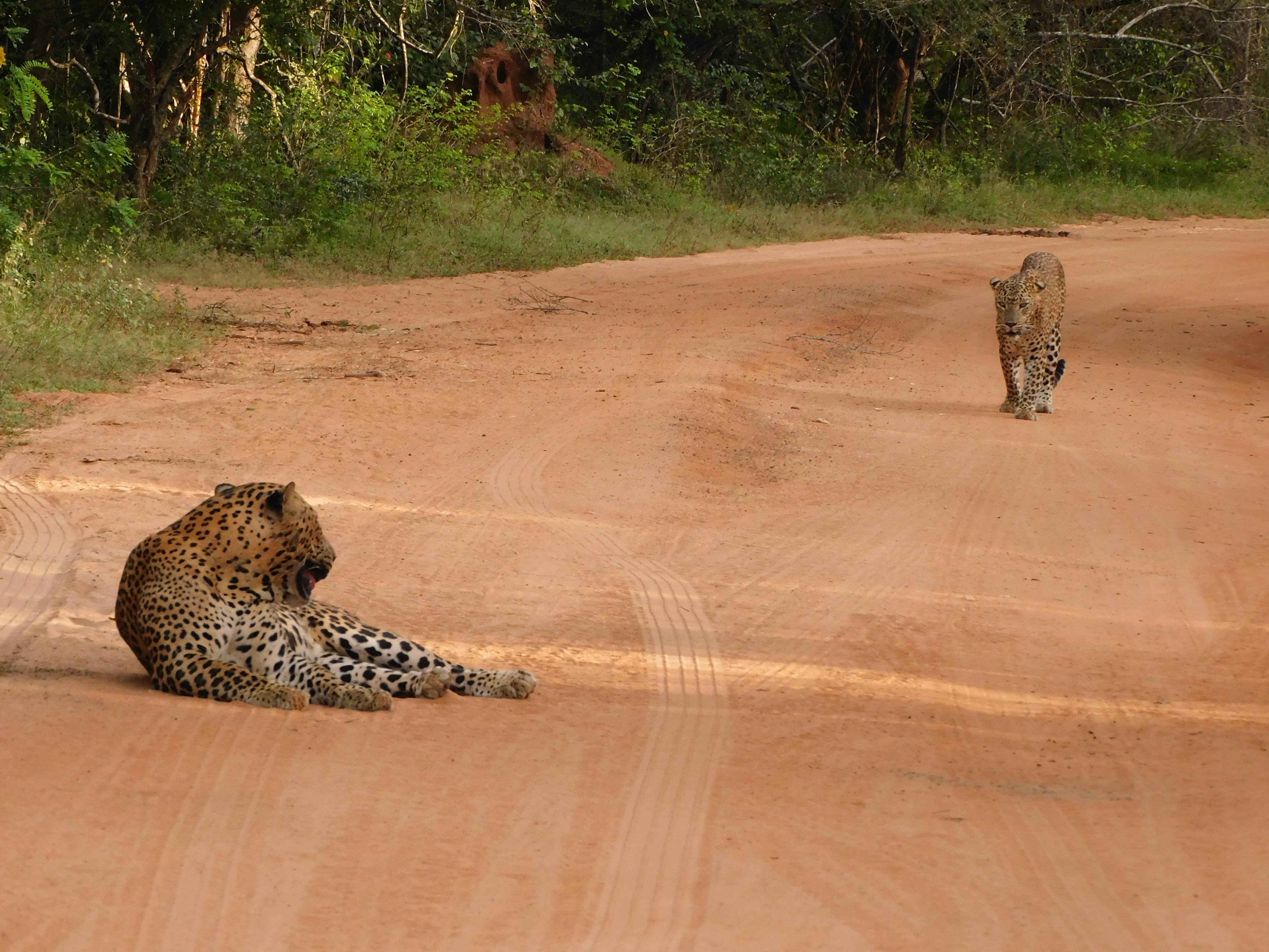 Yala National Park Safari Expedition