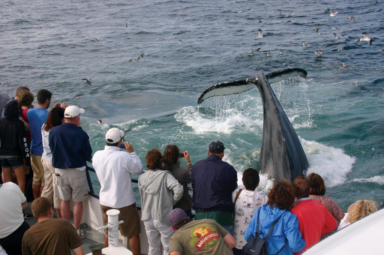 Provincetown Whale Watching Cruise to Stellwagen Bank