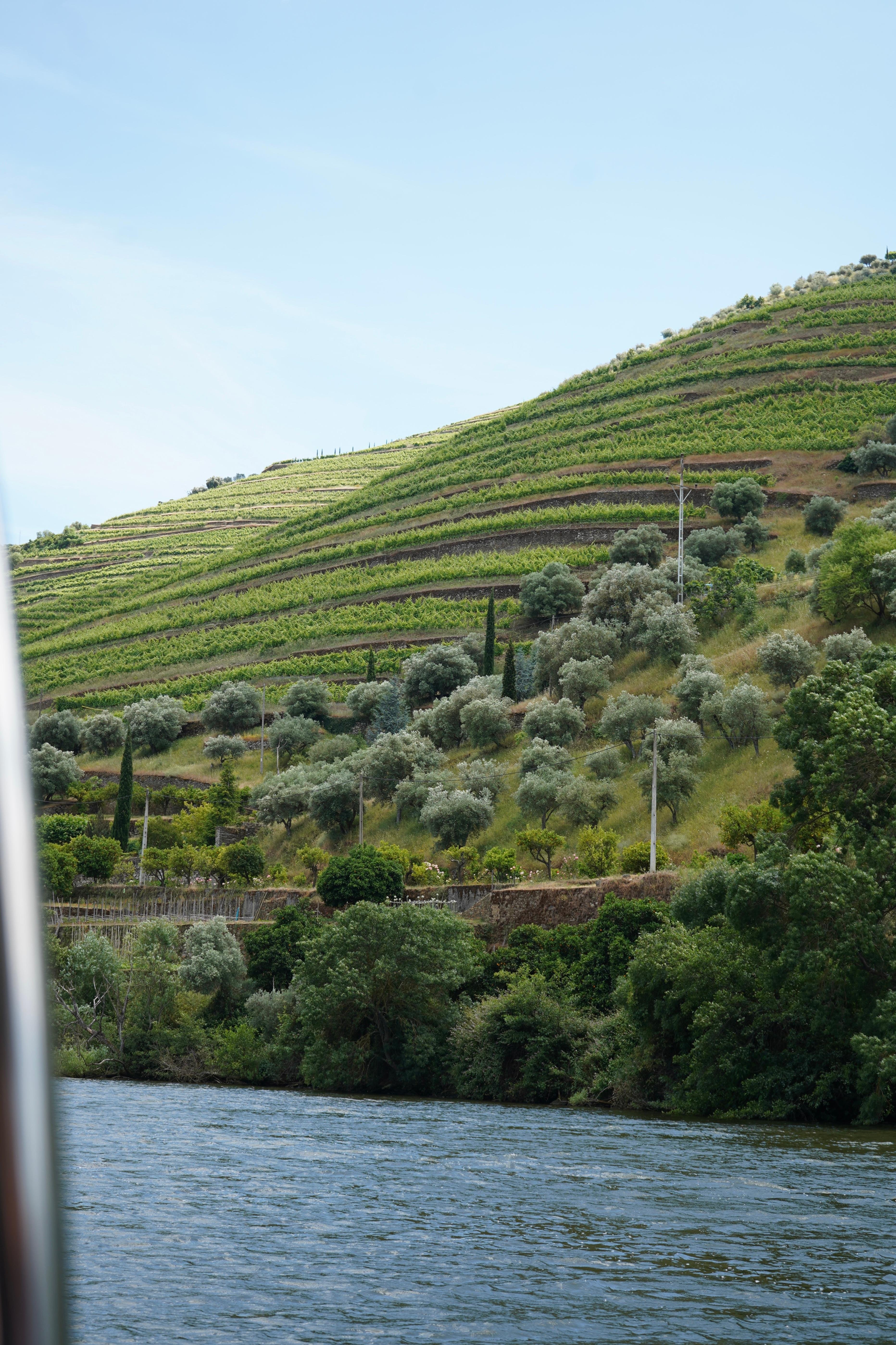 Douro Valley Wine & Boat Experience from Porto