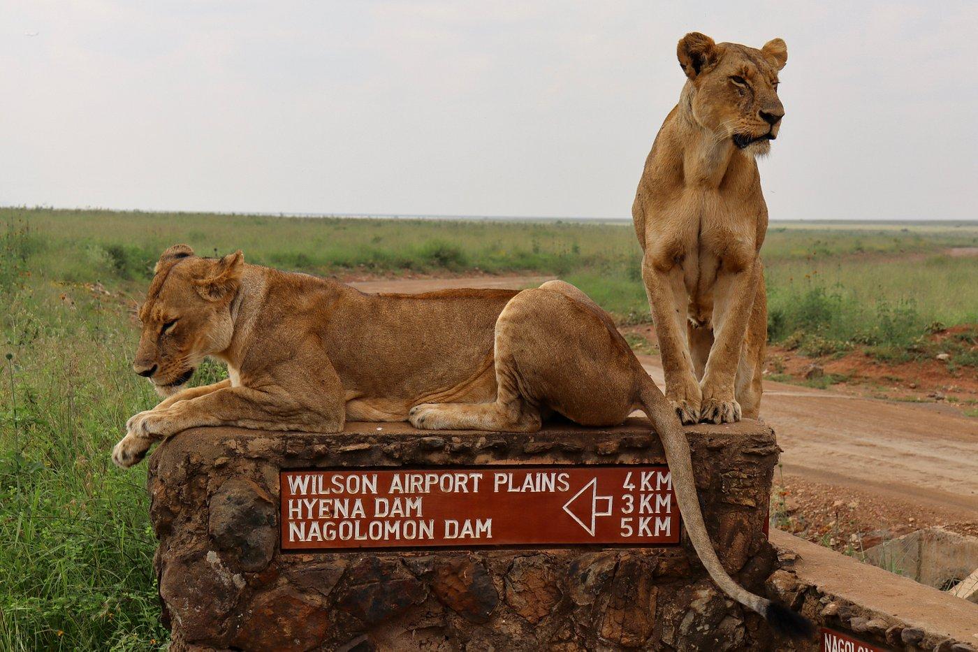 Nairobi Safari Highlights: Wildlife Parks & Elephant Sanctuary