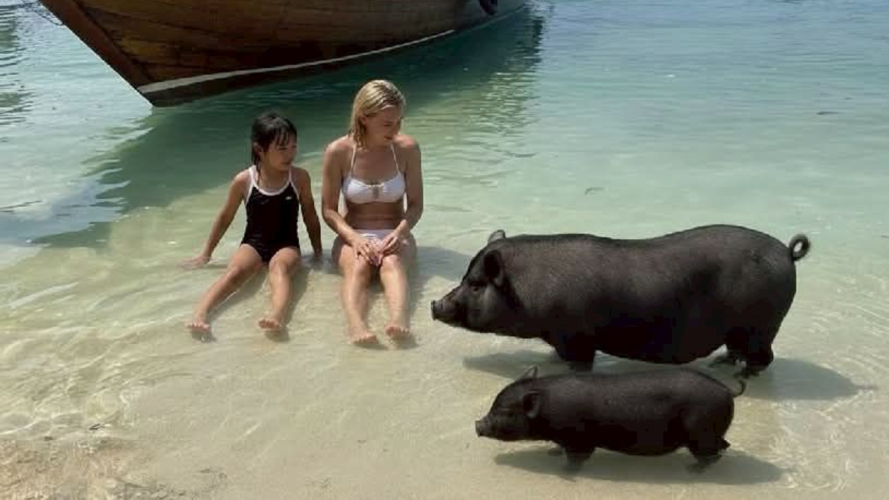 Samui Island Expedition: Viewpoints, Elephants & Pig Island