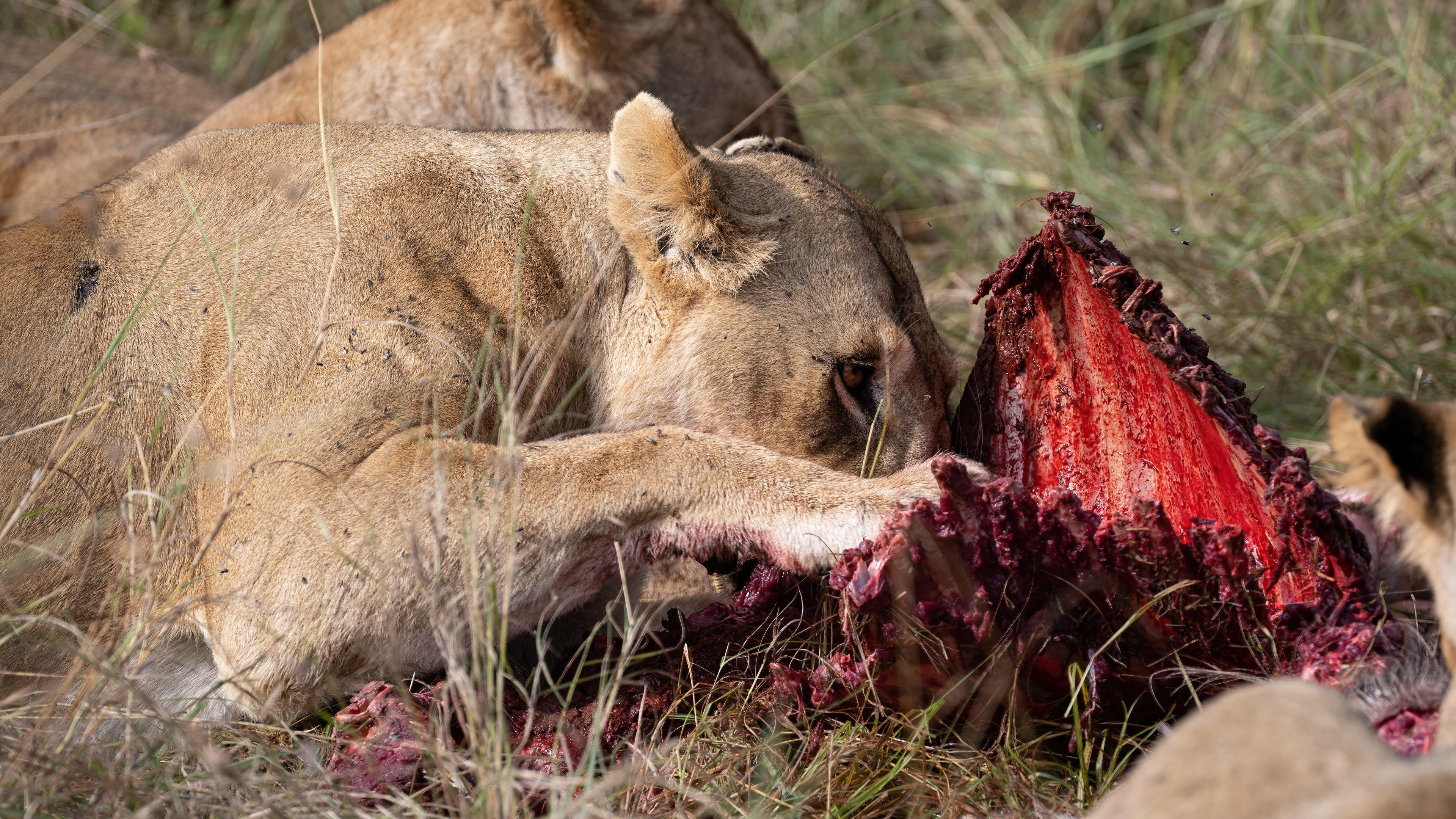 Maasai Mara Express: 1-Day Safari from Nairobi
