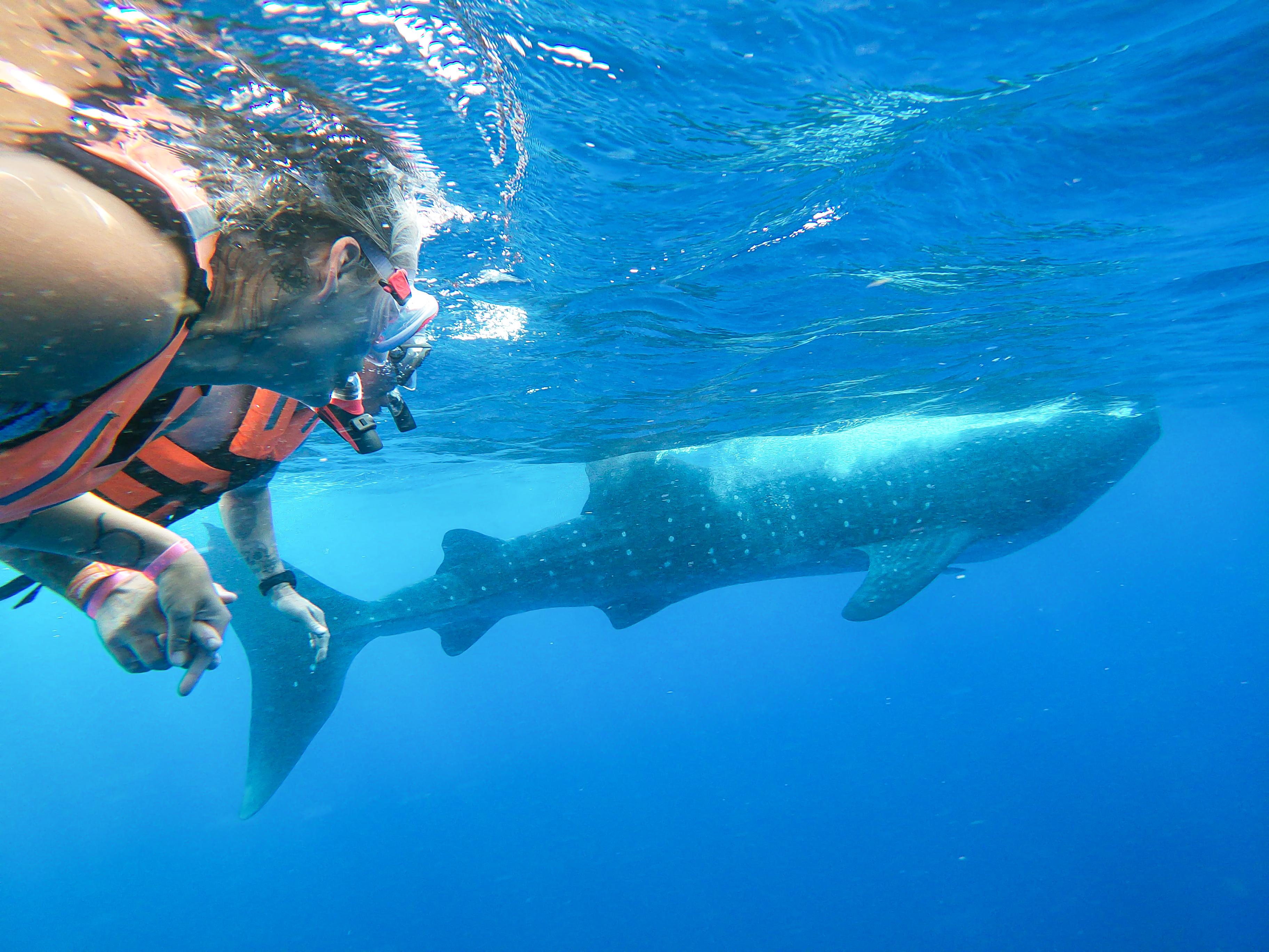 Whale Shark Snorkeling Adventure, Isla Mujeres