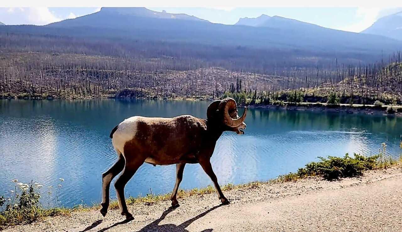 Banff evening wildlife safari elk bighorn sheep alpine lakes at golden hour — image 12