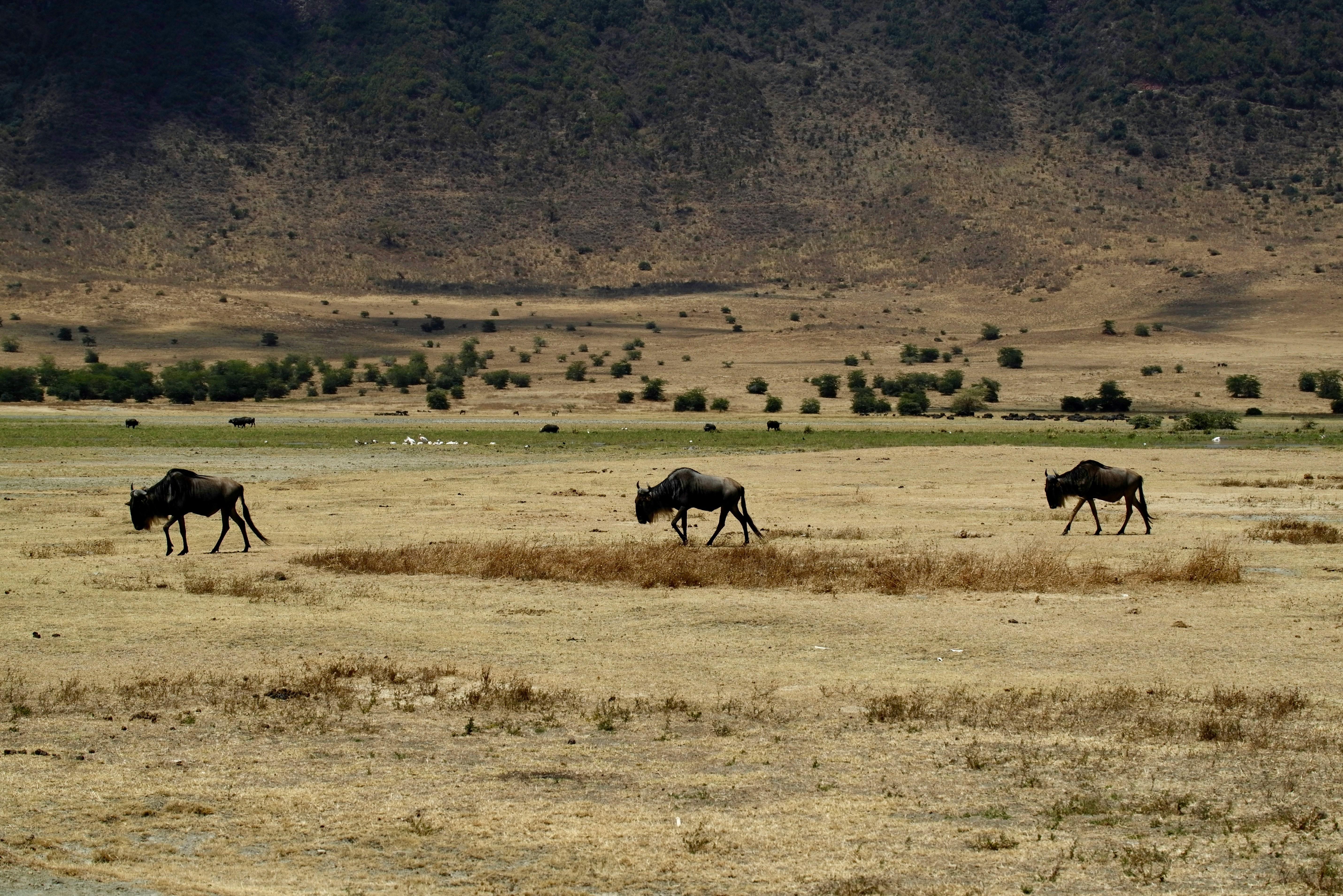 3-Day Serengeti & Ngorongoro Fly-In Safari from Zanzibar