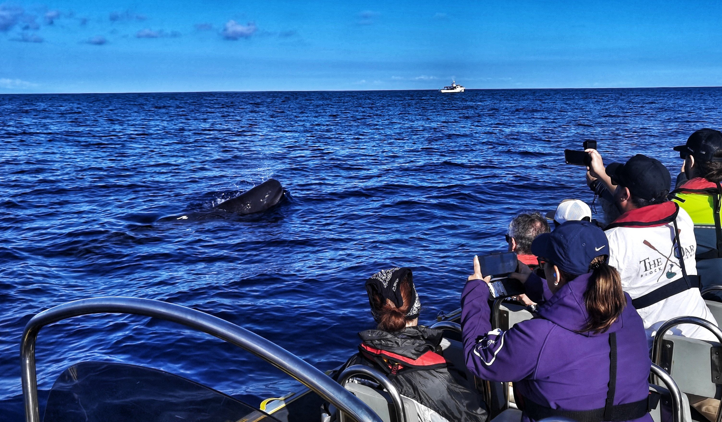 Terceira Whale & Dolphin Watching Expedition