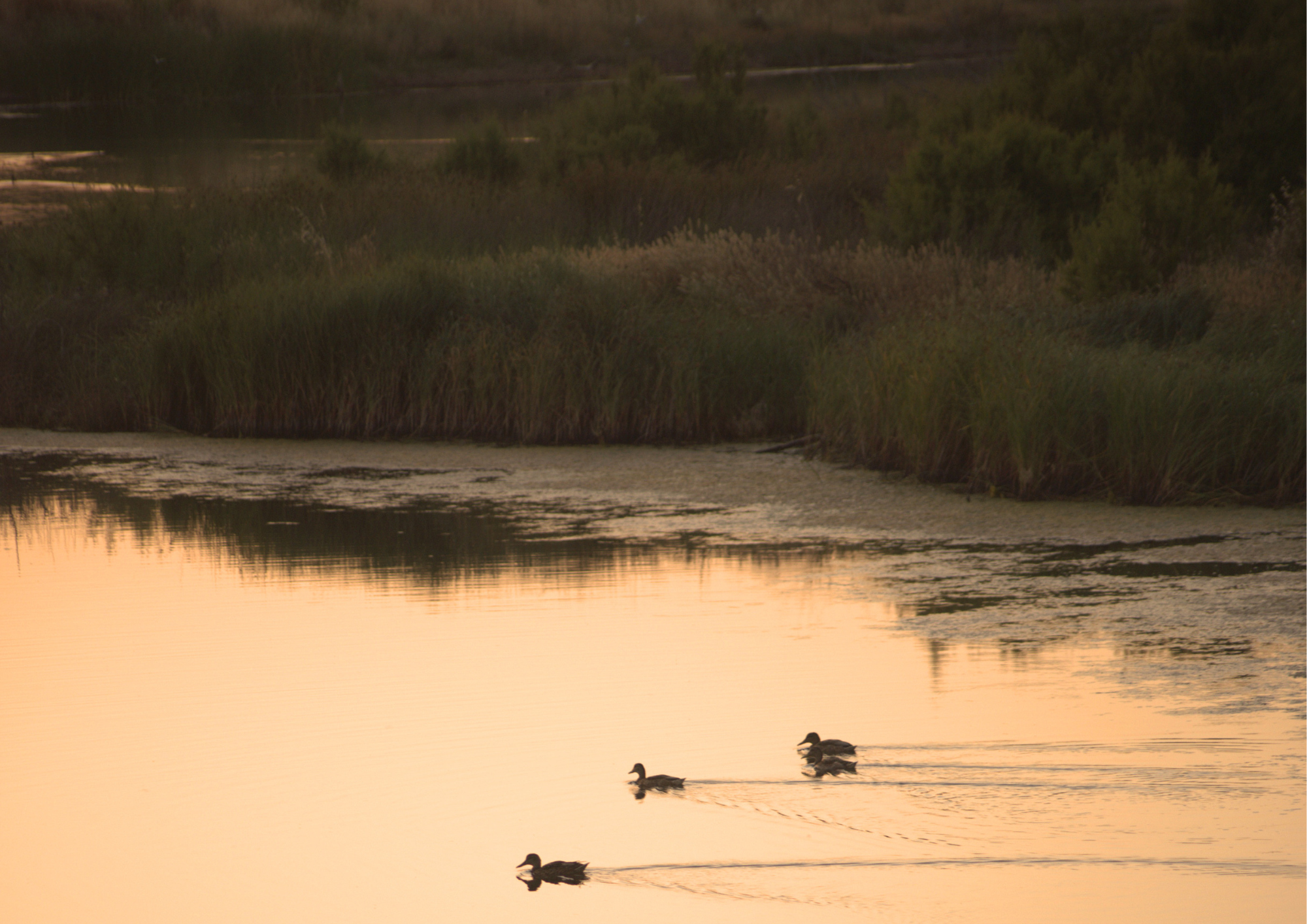 Faro: Ria Formosa Sunset Birdwatching & Ecology Walk