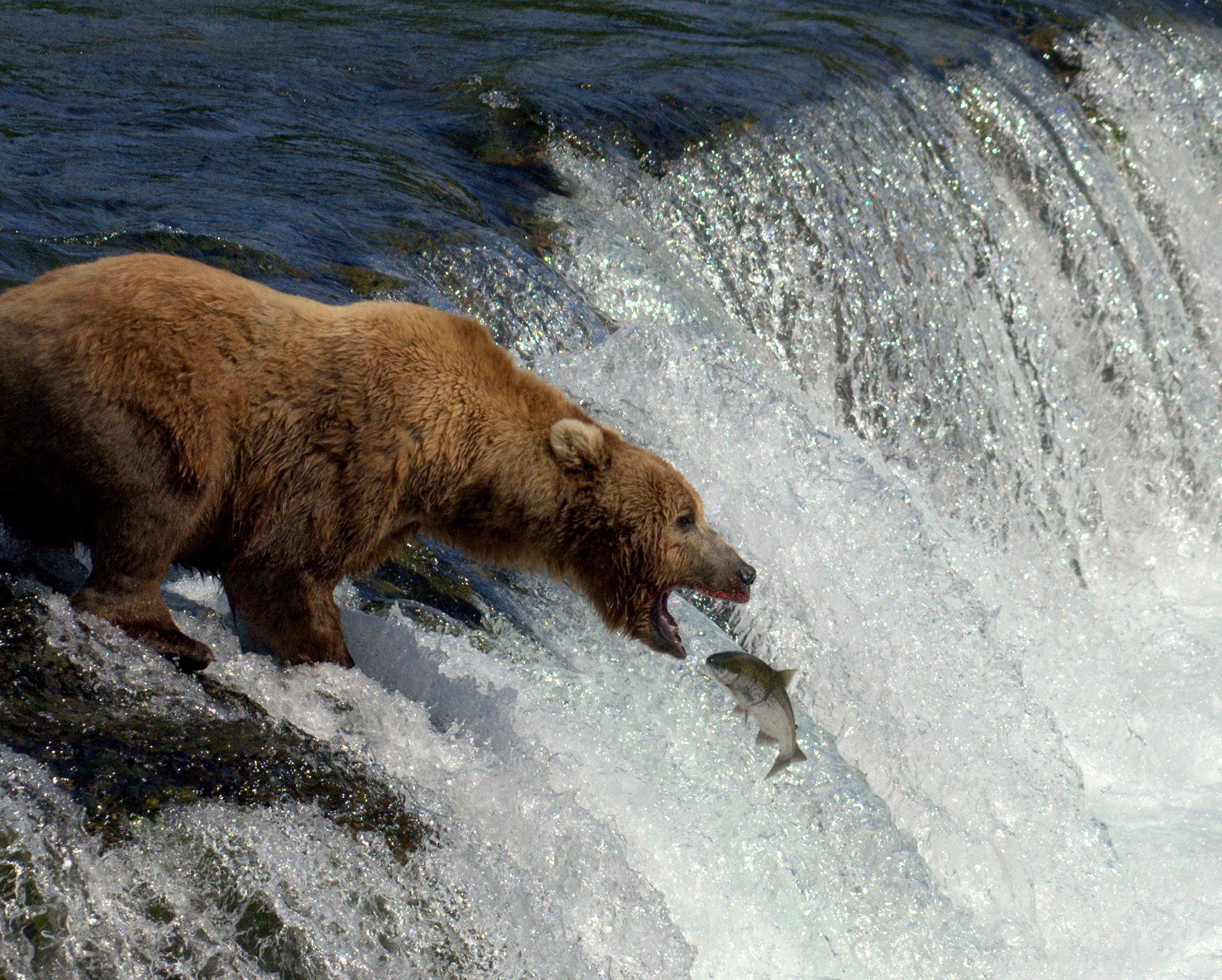 Brooks Falls Bear Watching Floatplane Adventure