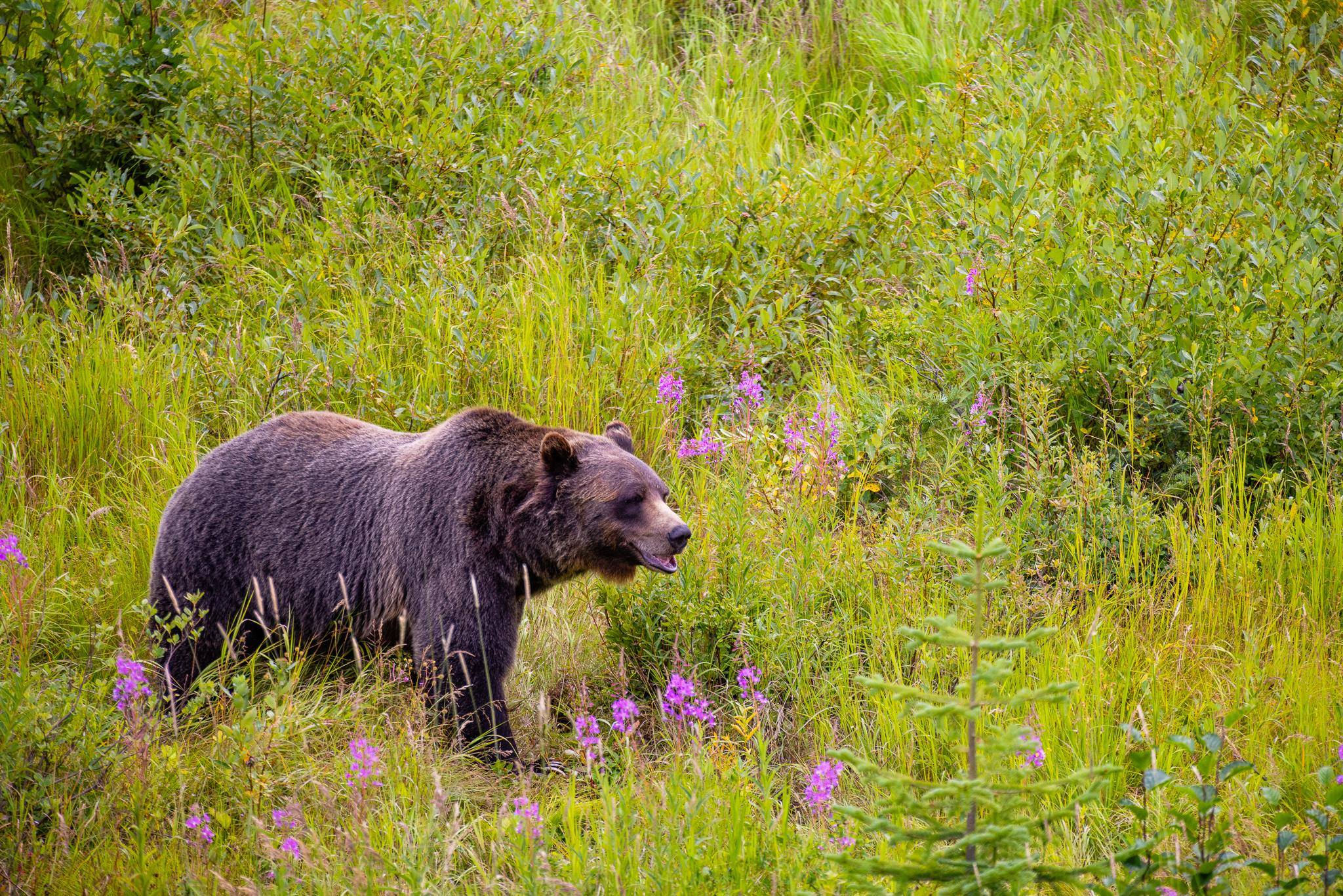 Banff Grizzly Bear Refuge Tour with Lunch