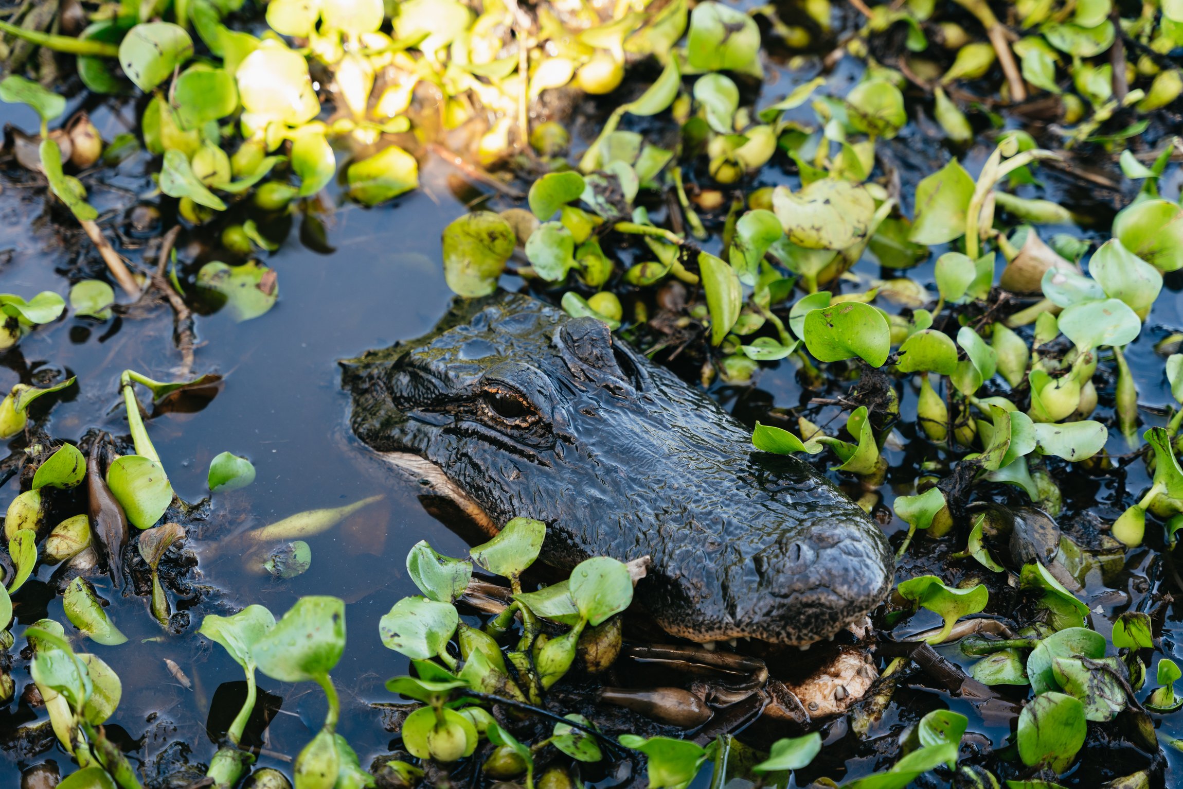 Kissimmee Everglades Airboat Expedition