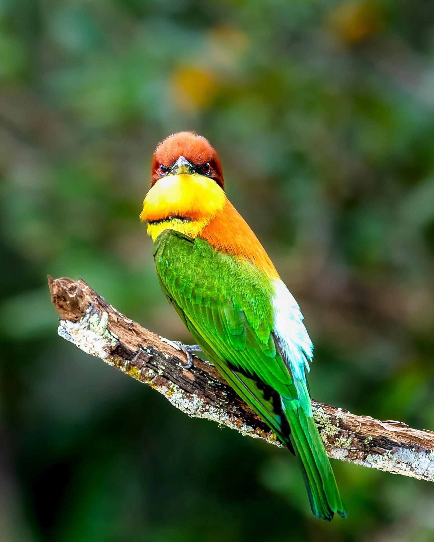 Full-Day Wilpattu National Park Safari Adventure