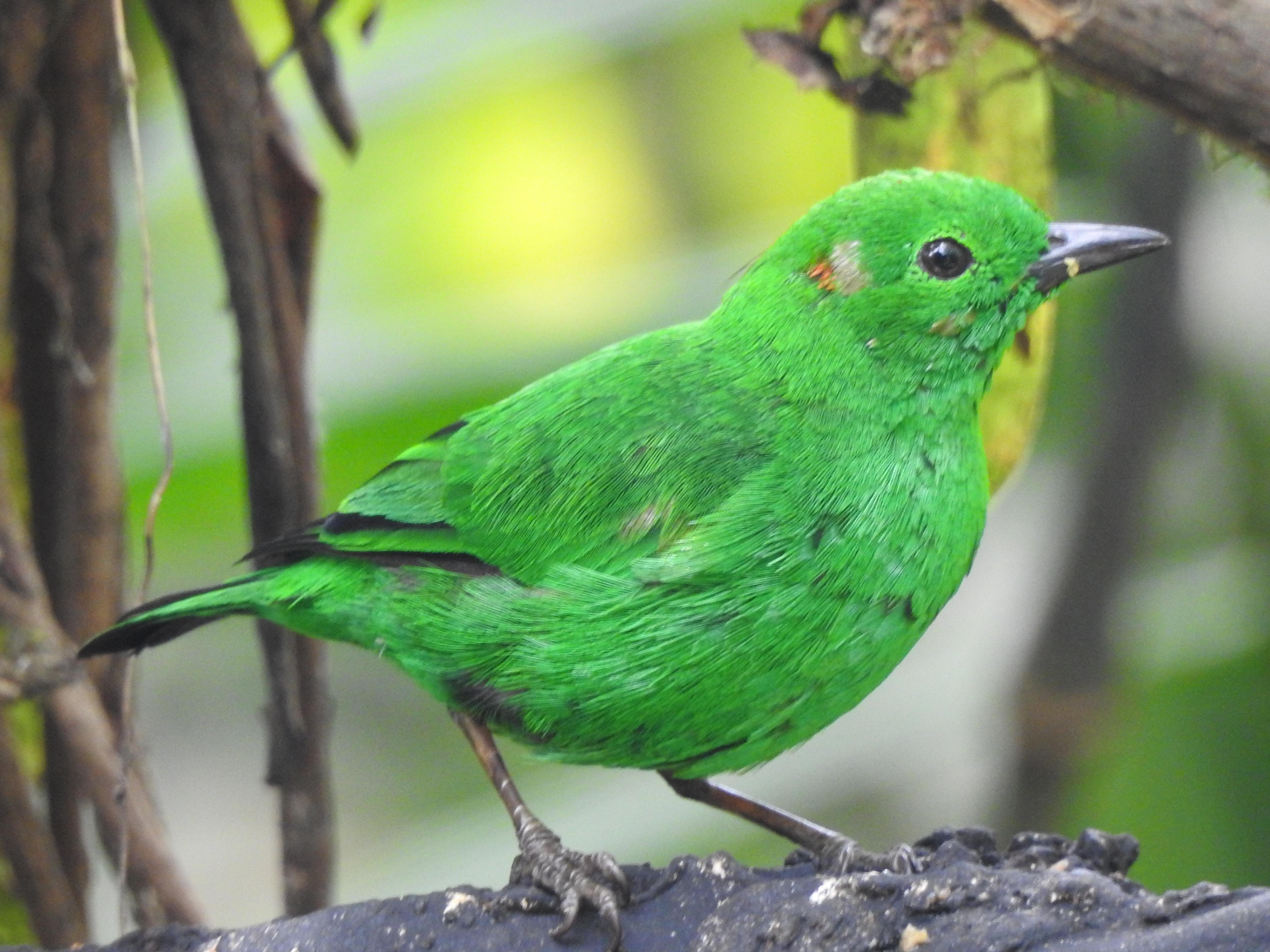 Mindo Cloud Forest Full-Day Nature Adventure