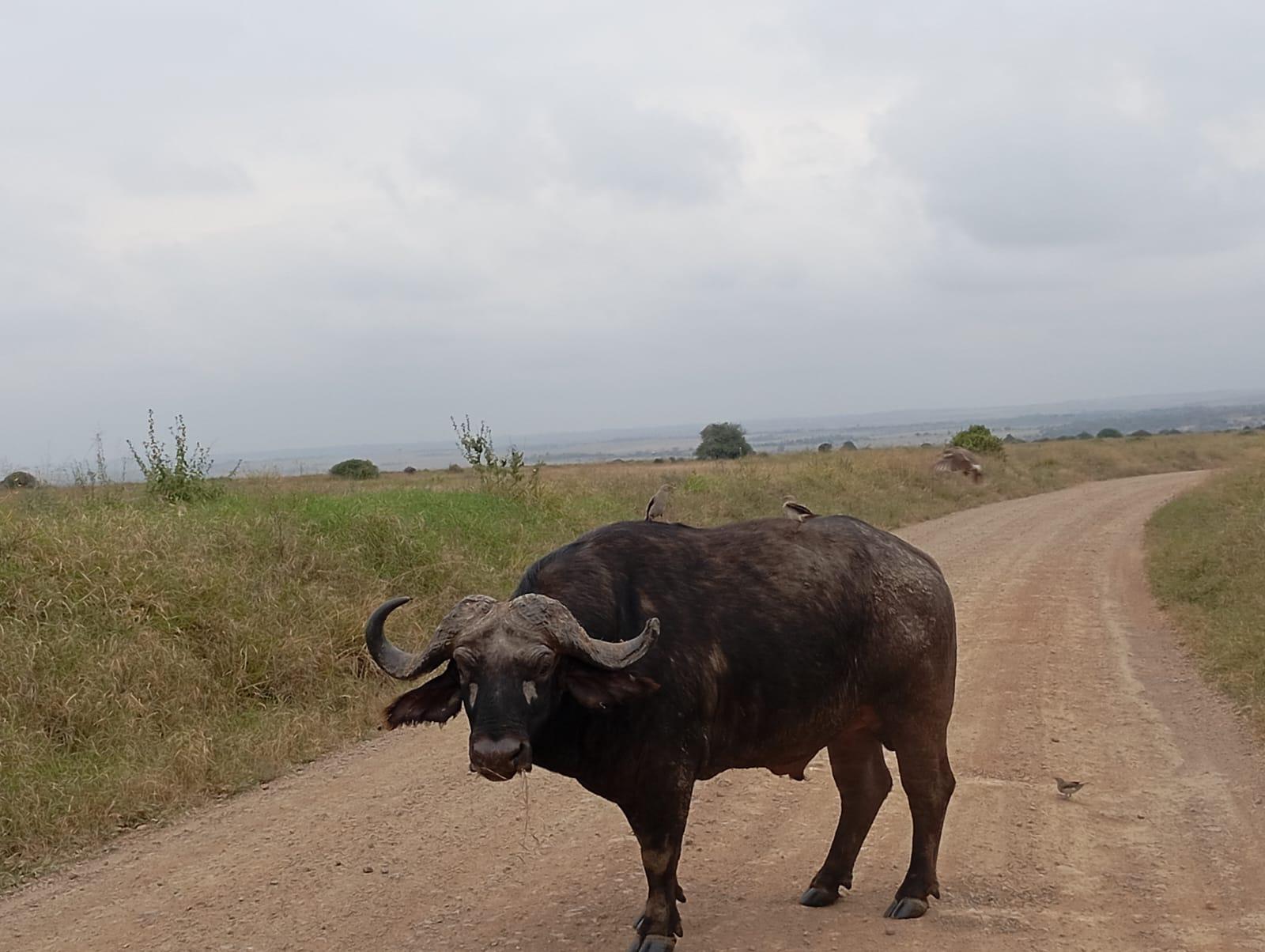 Nairobi Safari: National Park, Elephant Orphanage & Giraffe Center