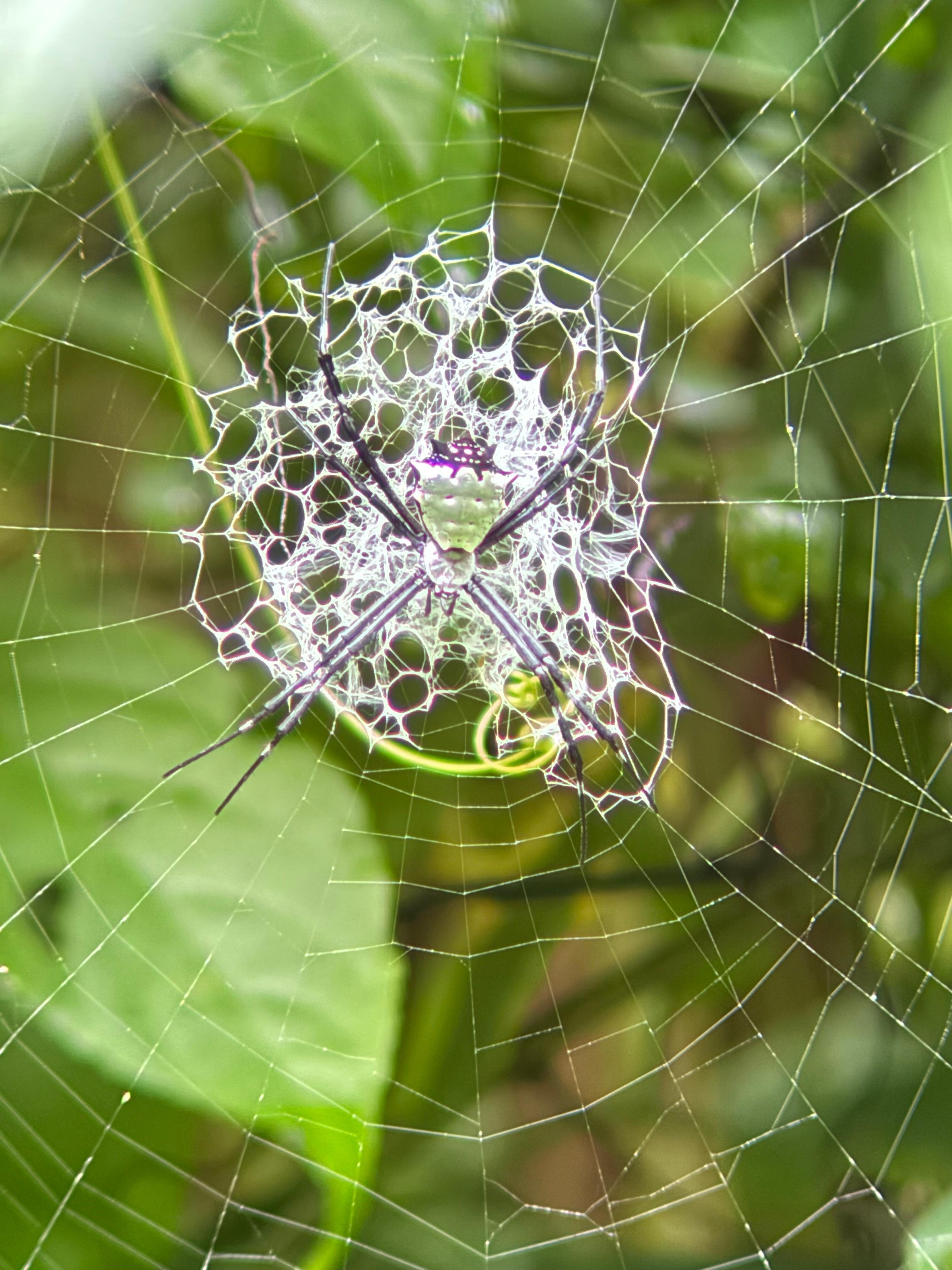 Manuel Antonio National Park: Wildlife Guided Tour with Entrance Fee