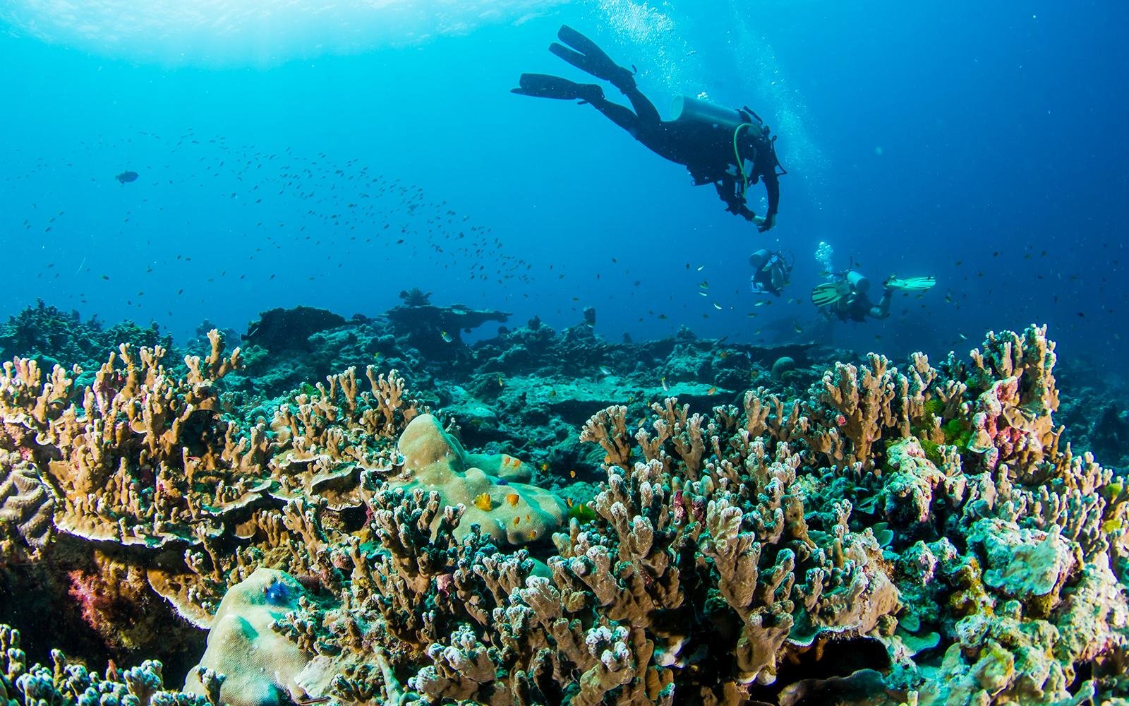 Similan Islands Full-Day Speedboat & Snorkel Adventure