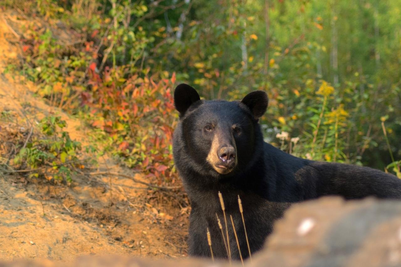 Black Bear Watching Excursion Near Tadoussac