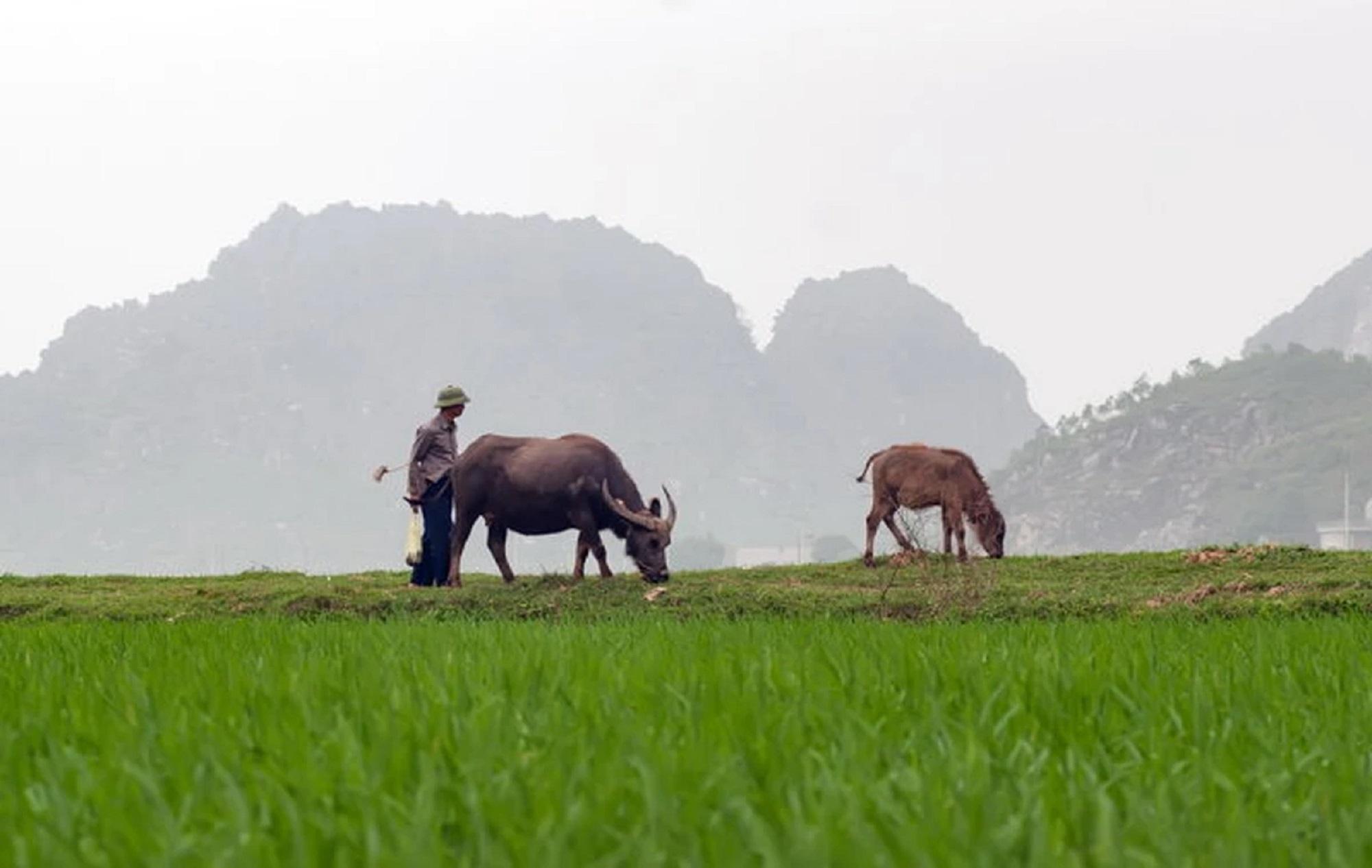 Ninh Binh Countryside Jeep Adventure: Sunrise, Morning & Sunset Options
