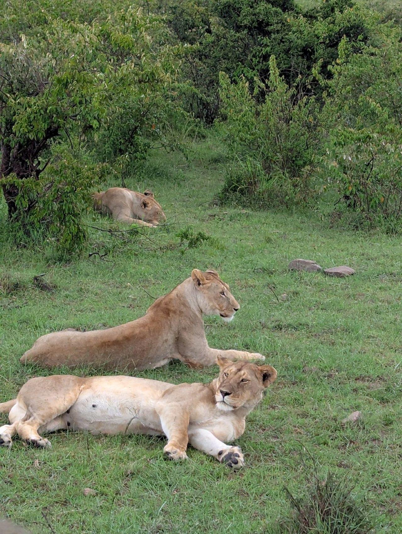 3-Day Maasai Mara Shared Jeep Safari from Nairobi