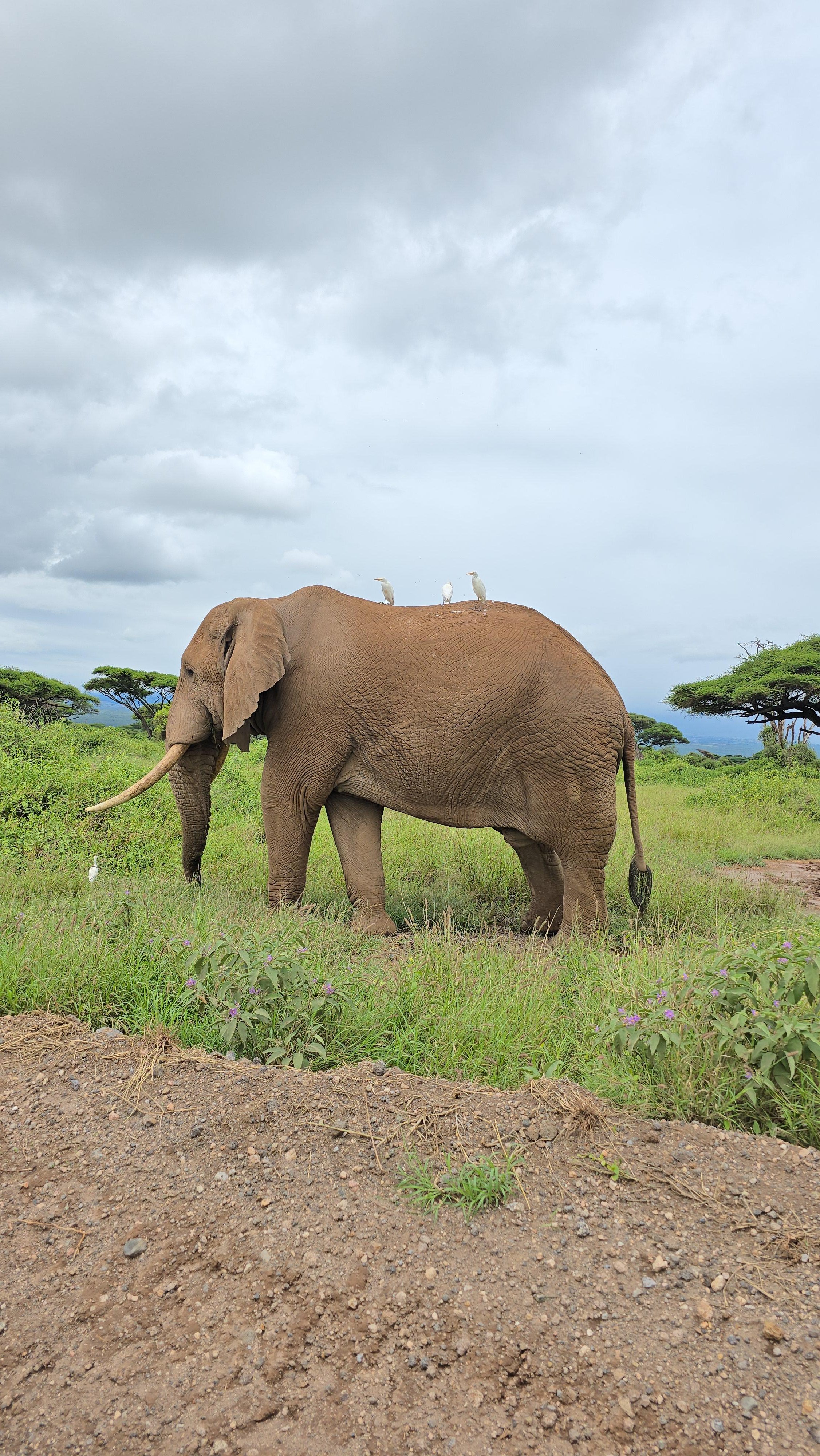 3-Day Maasai Mara Safari by 4WD Landcruiser from Nairobi