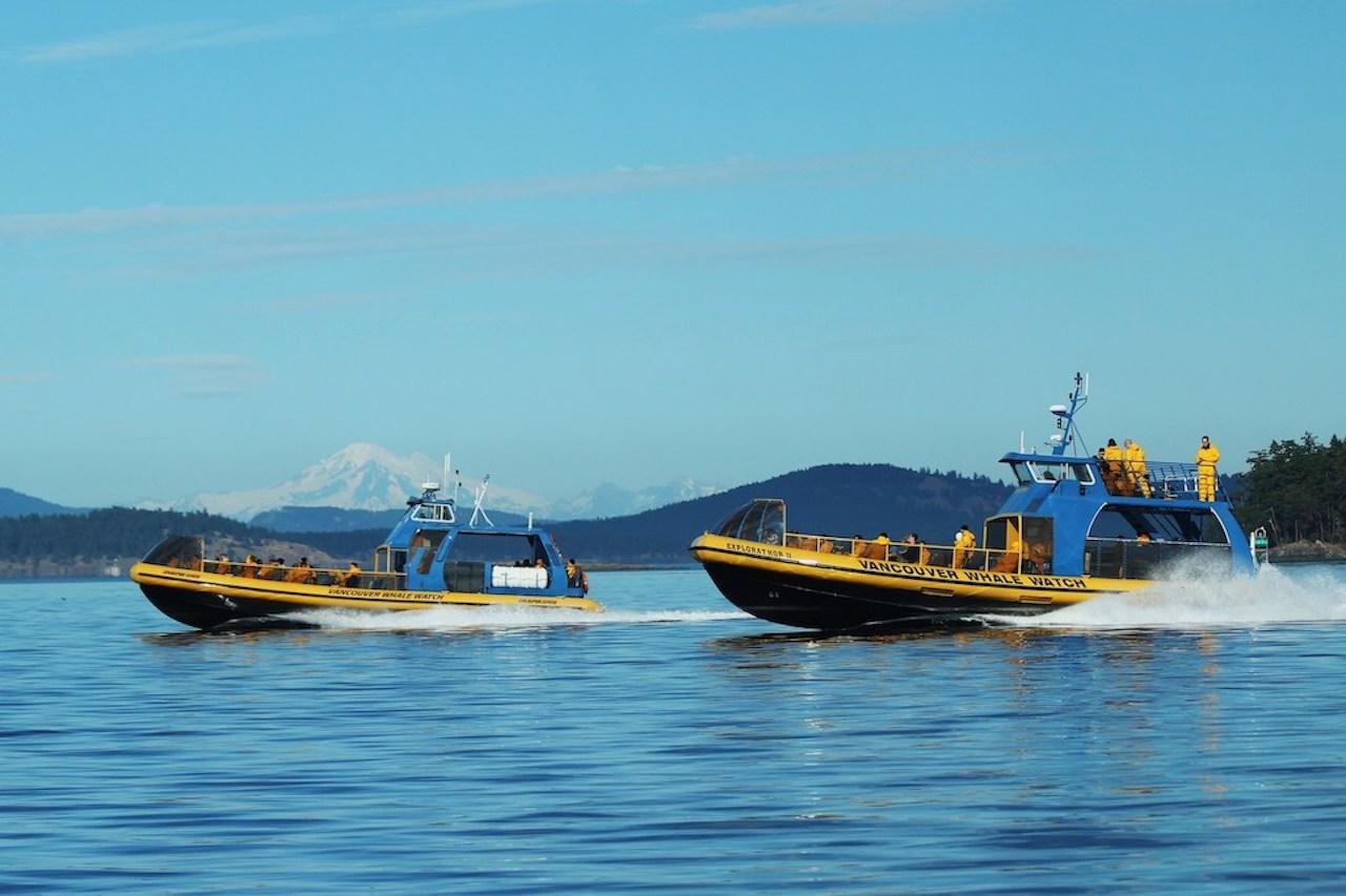 Vancouver Whale Watch Large Zodiac tour with Guide