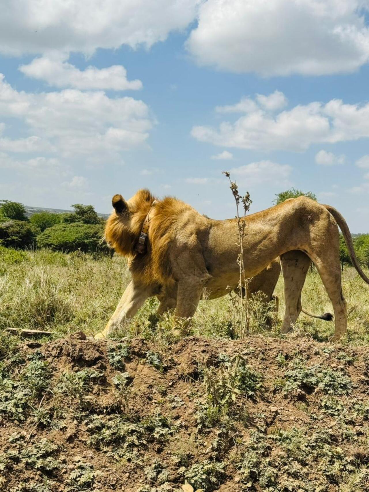Nairobi National Park 5-Hour 4x4 Wildlife Safari
