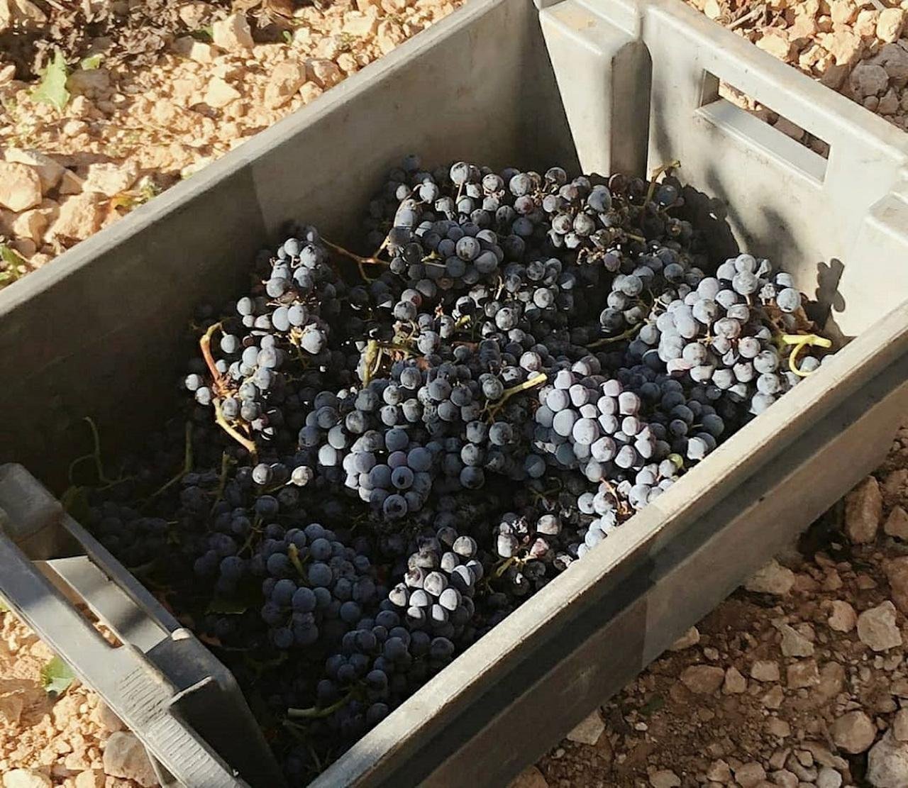 cava tour in Valencia — photo 13