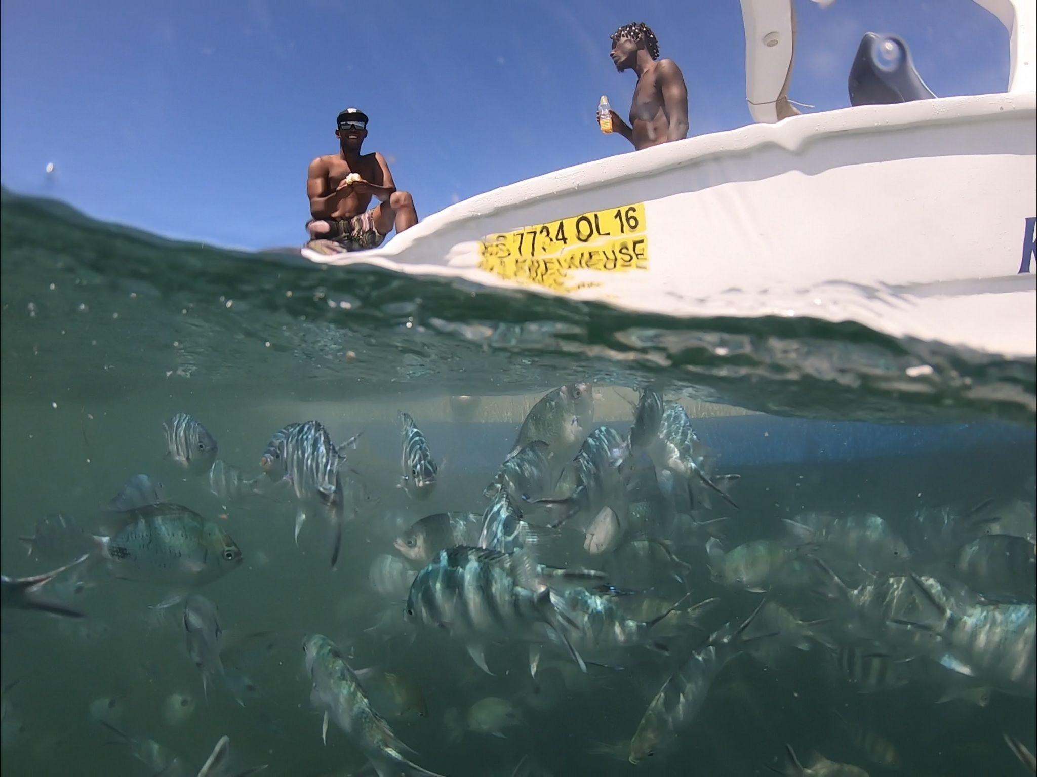 Dolphin Encounter & Snorkeling Speedboat Adventure
