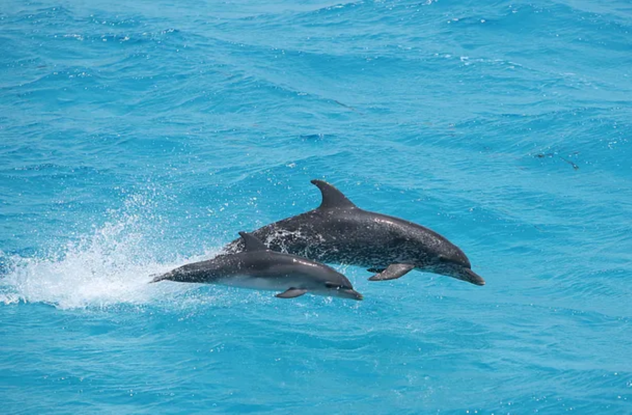 Dolphin Watch Sunset Sail