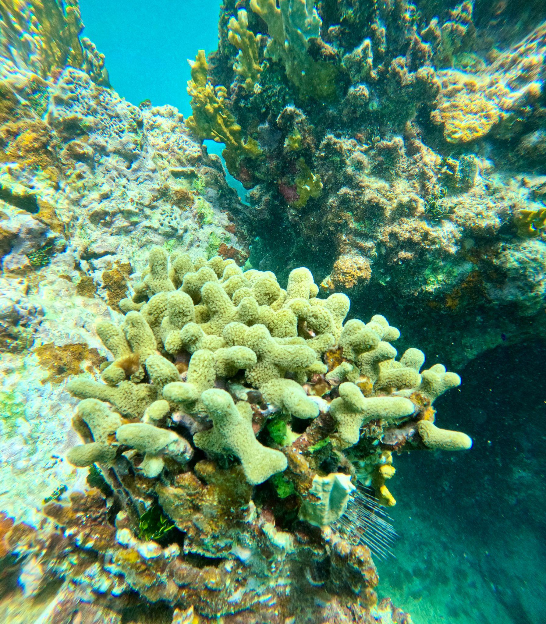 Culebra Island Snorkeling & Sailing Adventure from Fajardo