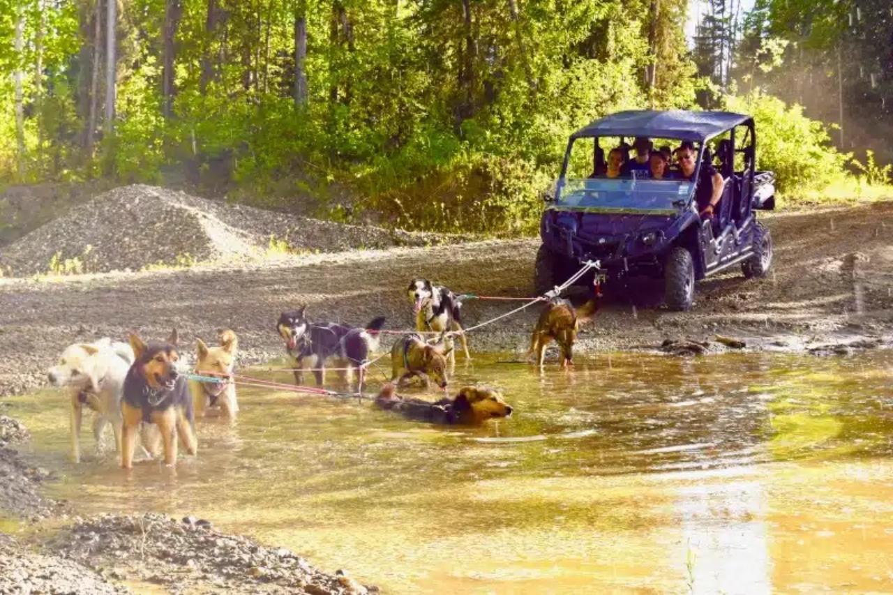 Summer Husky Mushing Adventure in Fairbanks