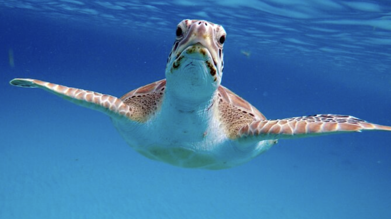 Private Catamaran Snorkel Cruise