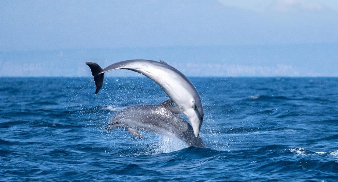 Dolphin Watching Speedboat Tour from Guardamar del Segura