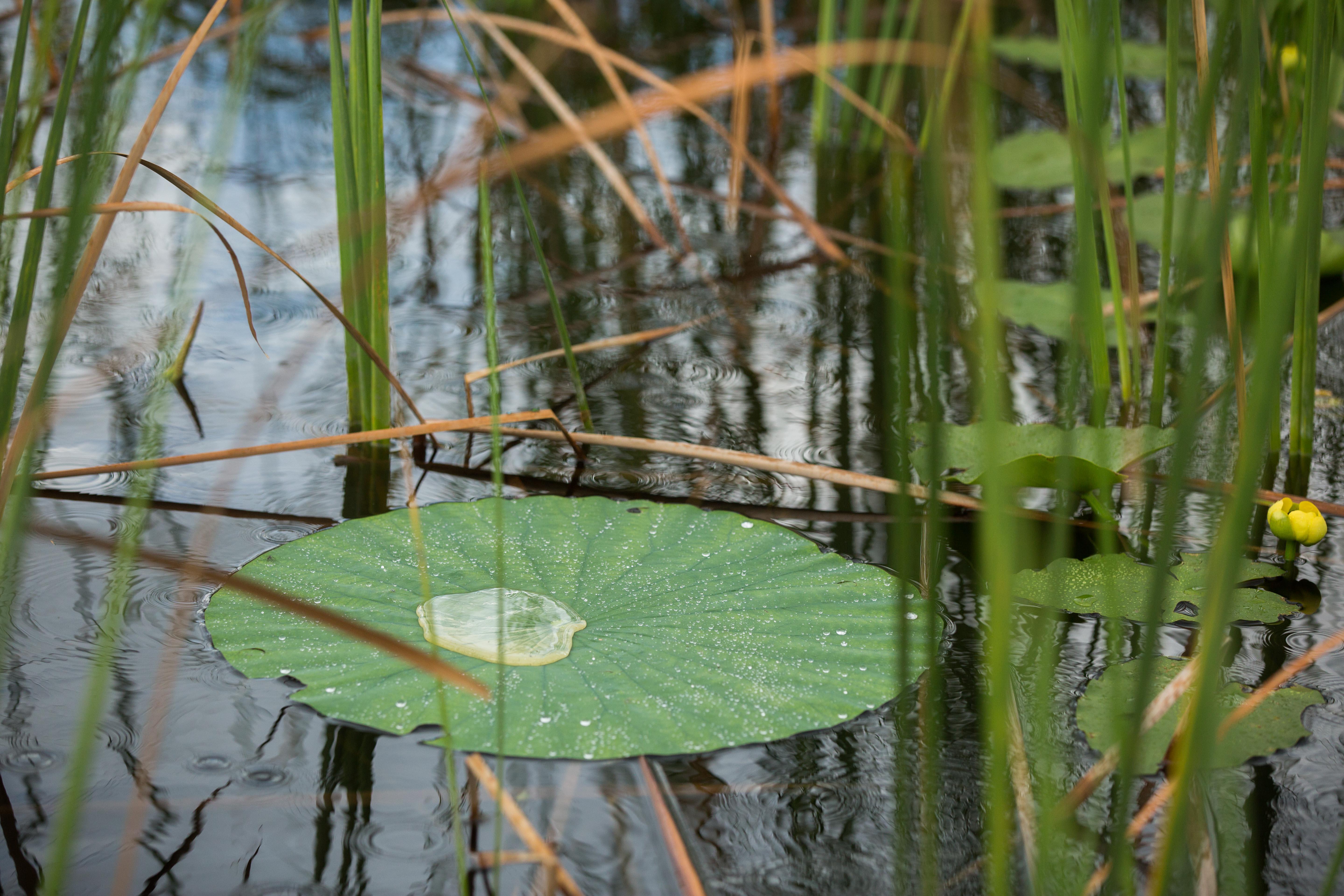 Everglades Airboat Safari & Wildlife Exhibit from Miami