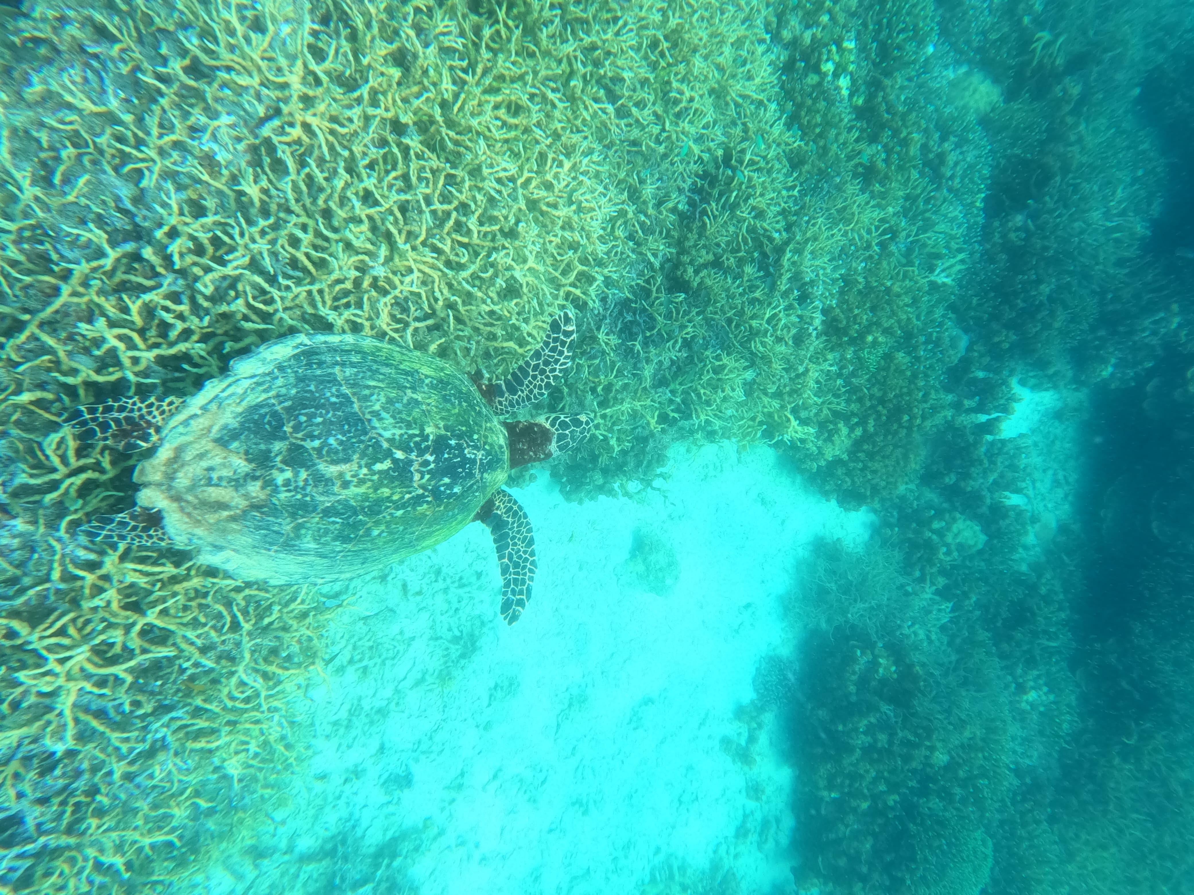 Coron Dugong Snorkeling & Coral Garden Day Tour