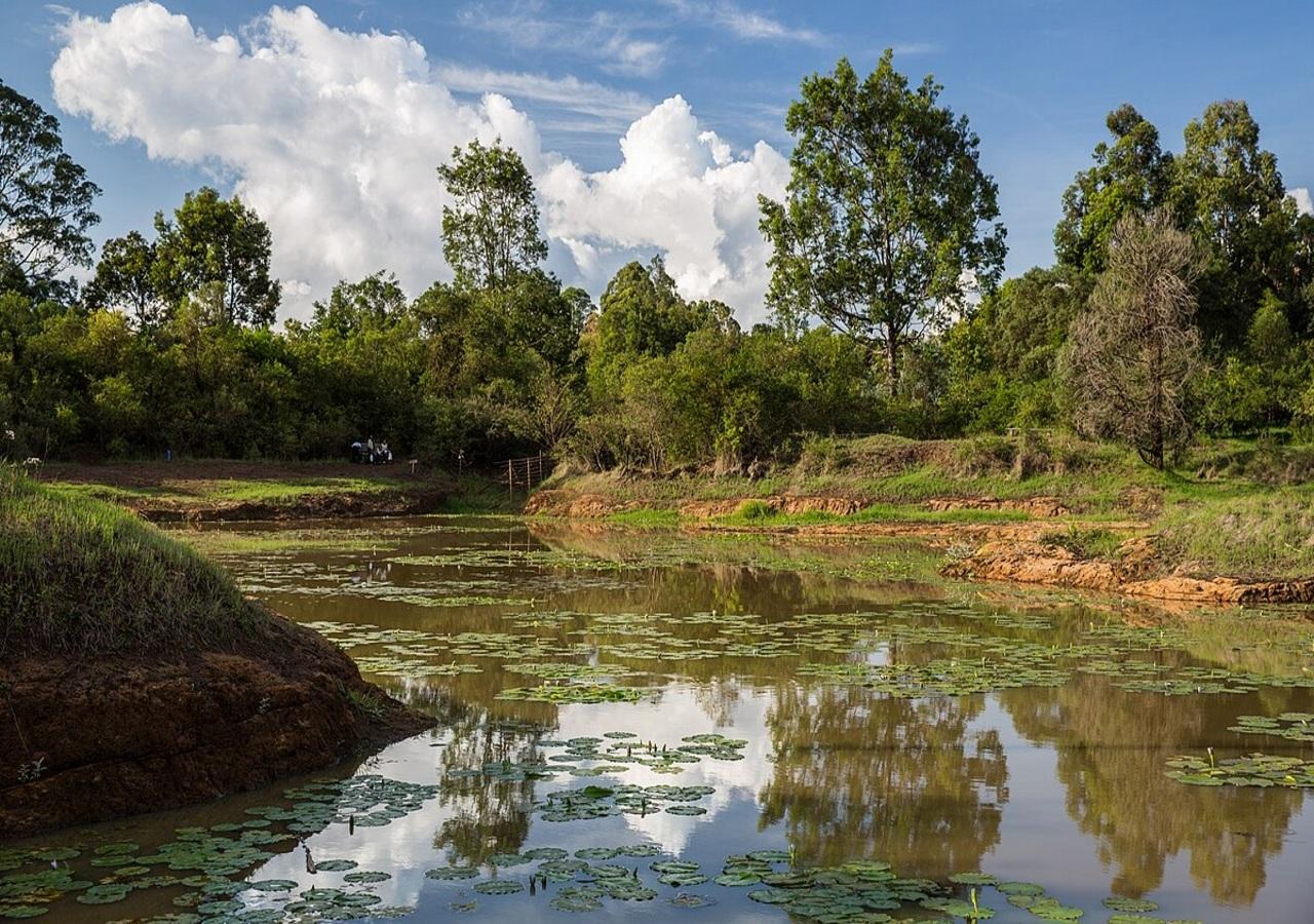 Karura Forest Hidden Waterfalls & Picnic Hike