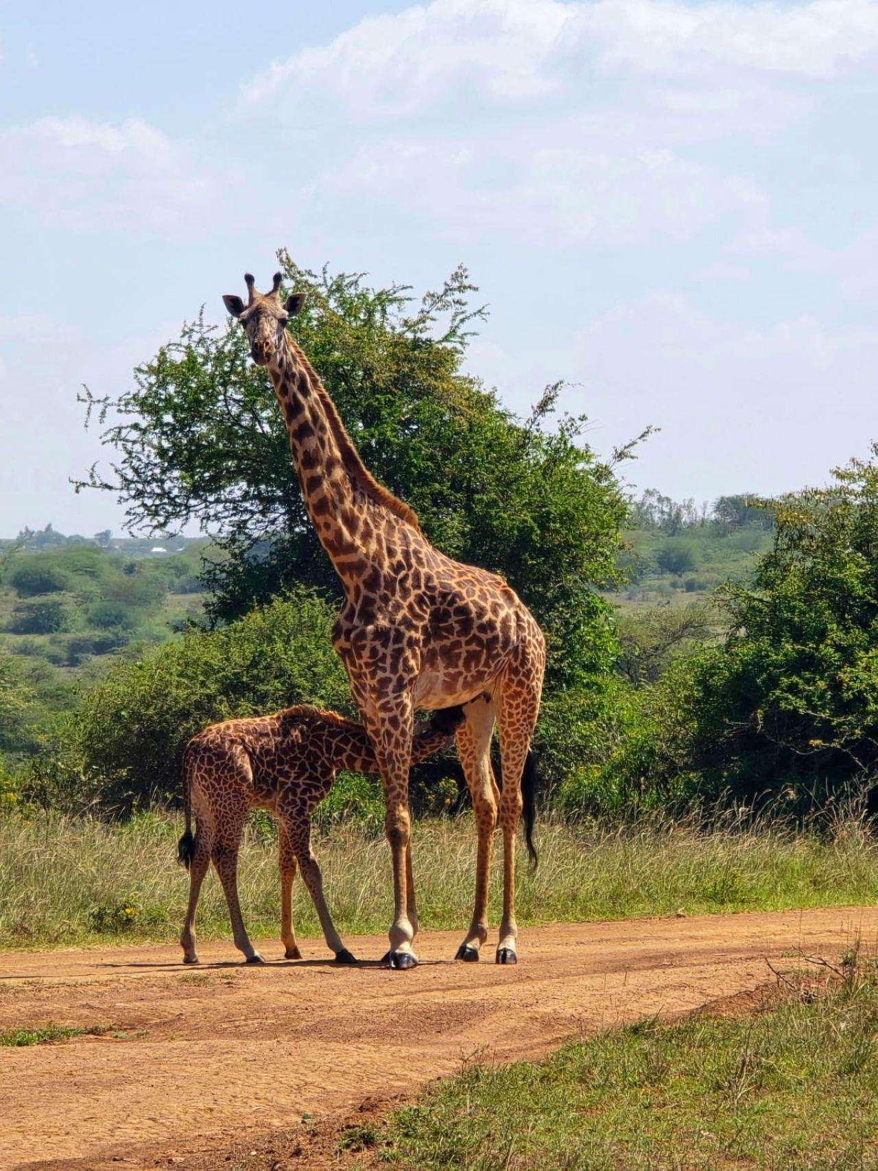 Nairobi National Park Twilight Safari & Sundowner
