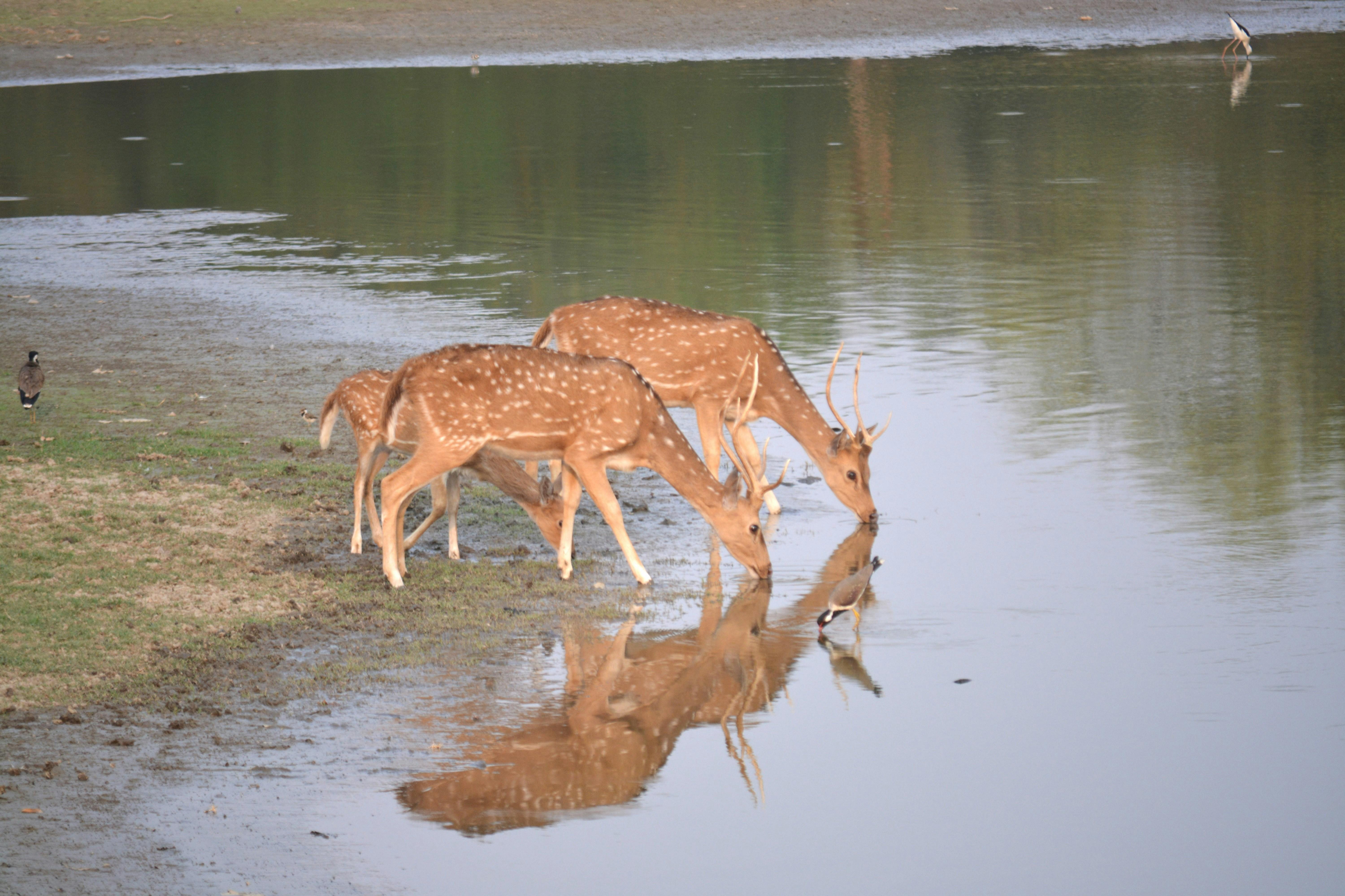 Jaipur Jhalana Amagarh Leopard Reserve 4×4 Jeep Safari