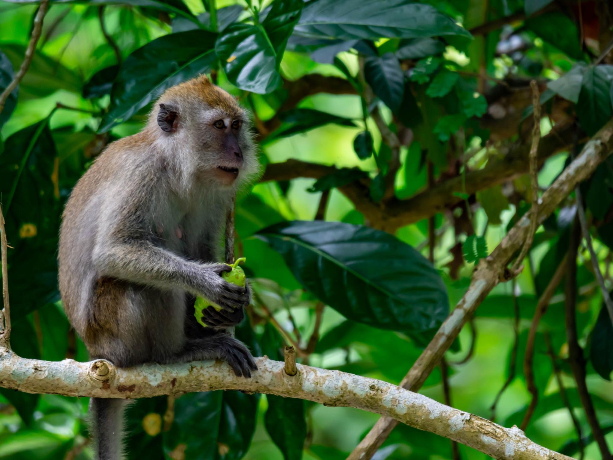 Ao Thalane Mangrove Kayak Adventure – Krabi