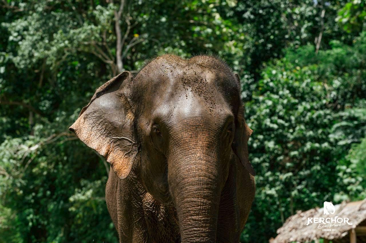 Elephant Sanctuary Experience with Thai Meal & Hotel Transfer