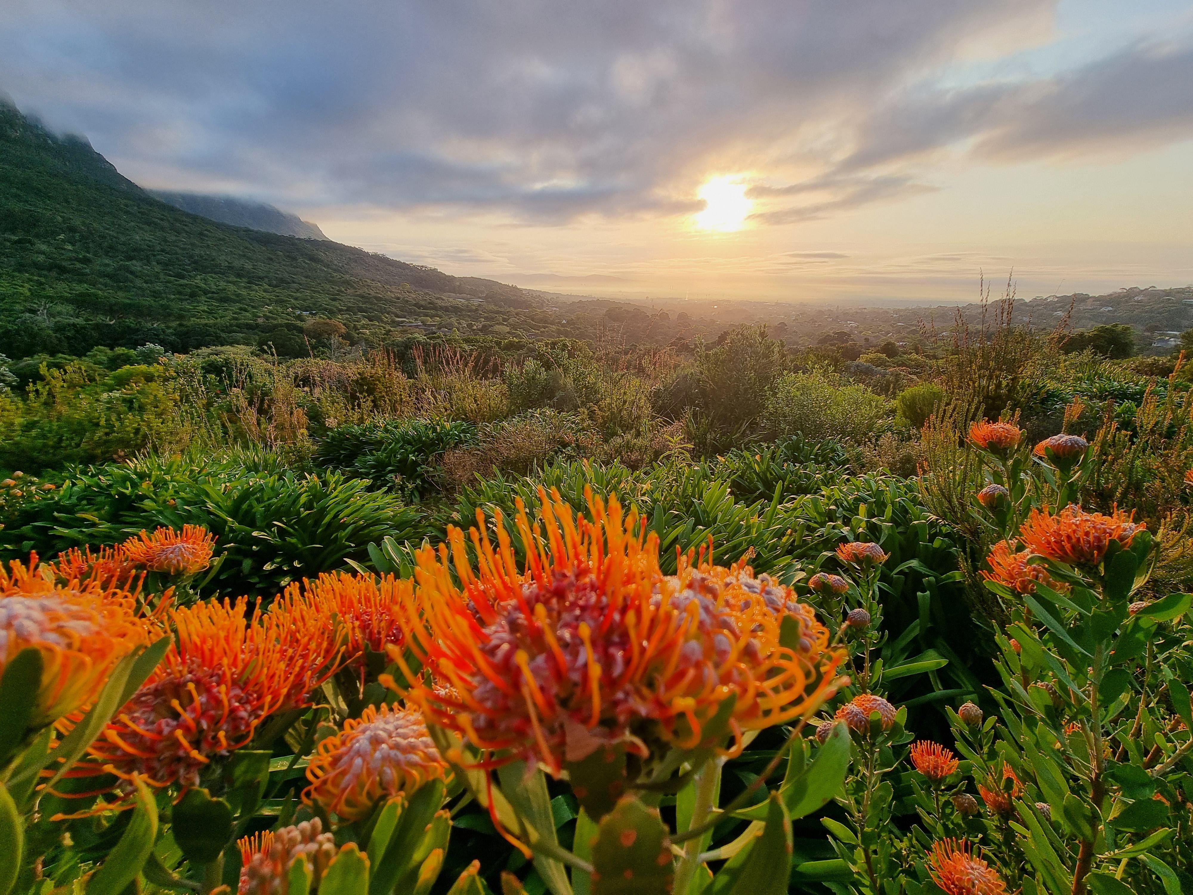 Table Mountain Guided Hike with Cable Car Descent