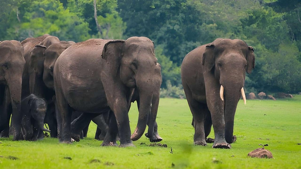 Private Safari at Lahugala Kitulana National Park